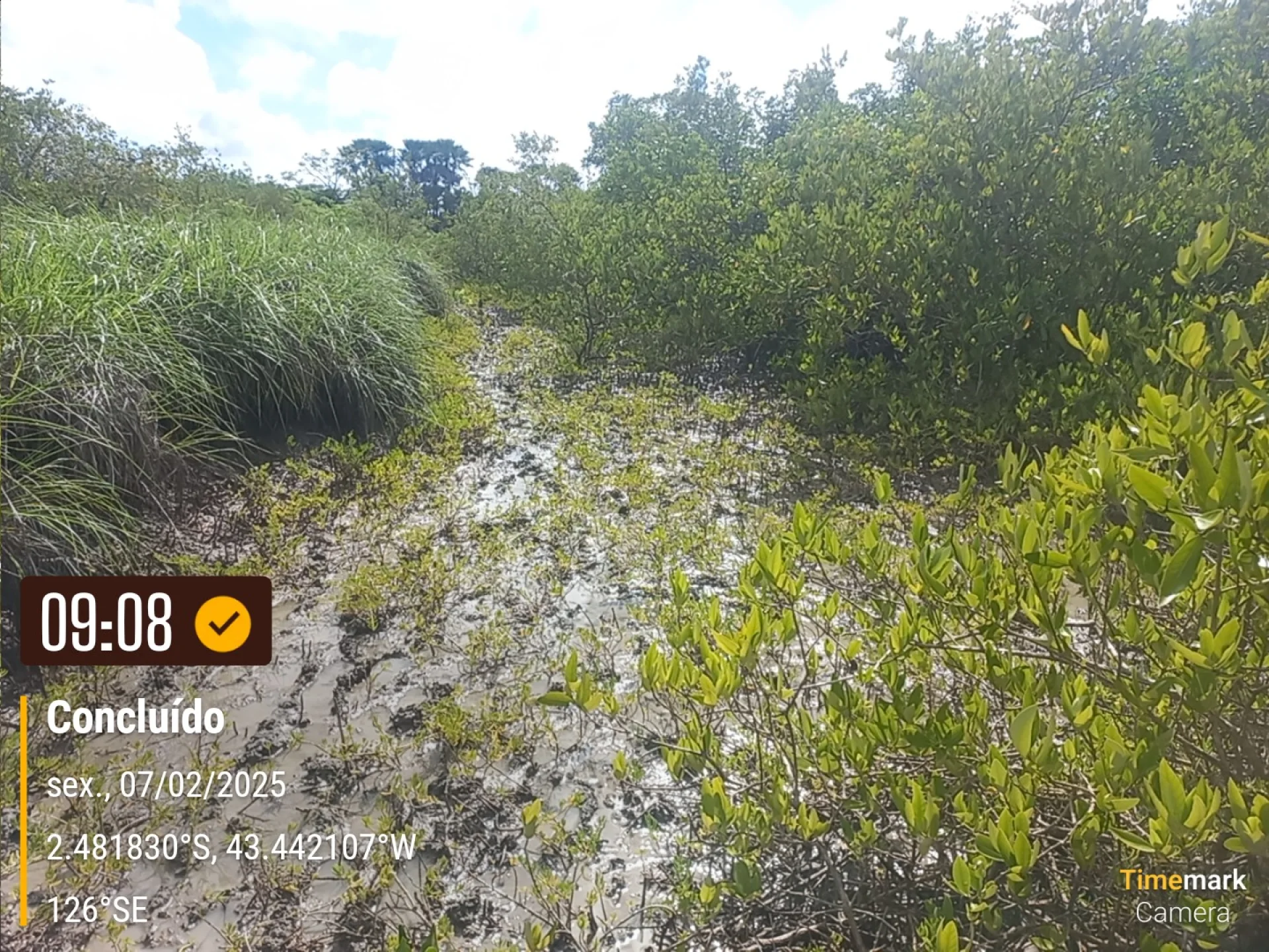 Rows of young native trees establishing on a Restoration Era planting site in Brazil