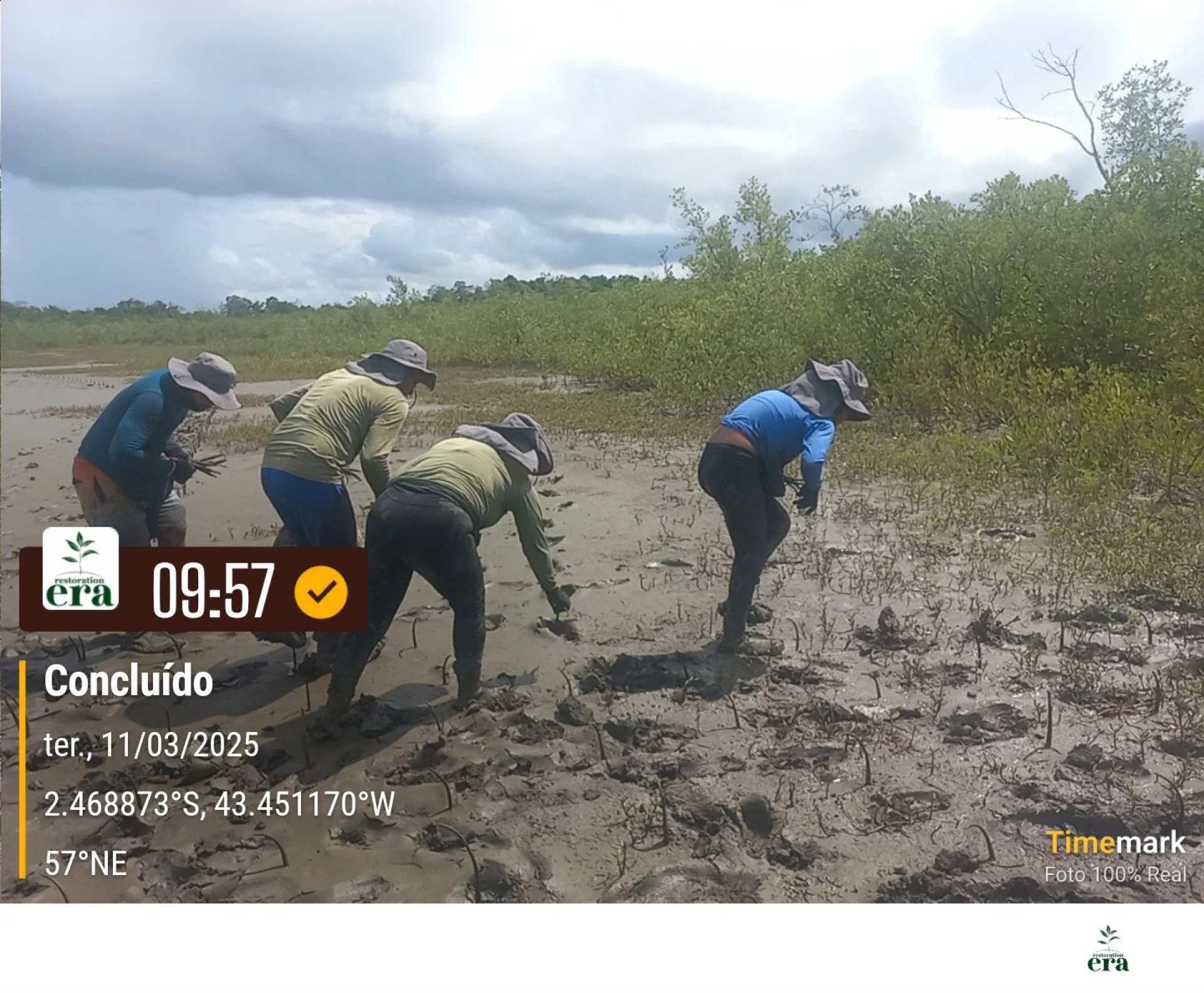 A monitored reforestation plot of young native tree seedlings at a Restoration Era planting site in Brazil, photographed during field verification