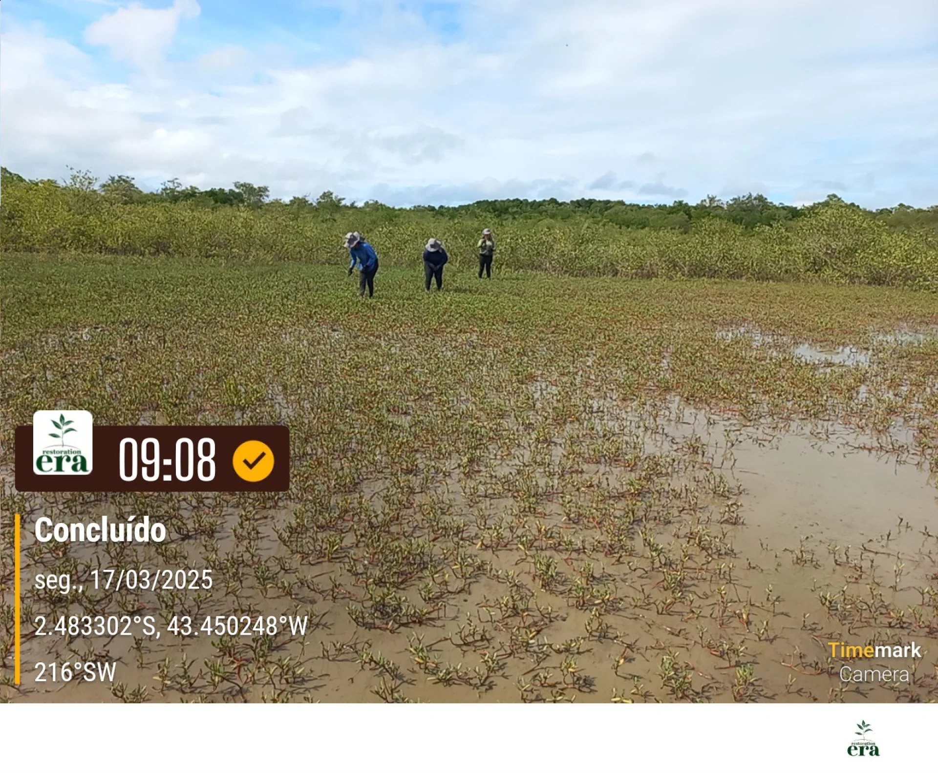 Newly planted native saplings on a restoration plot in Brazil, recorded on site as the planting is completed