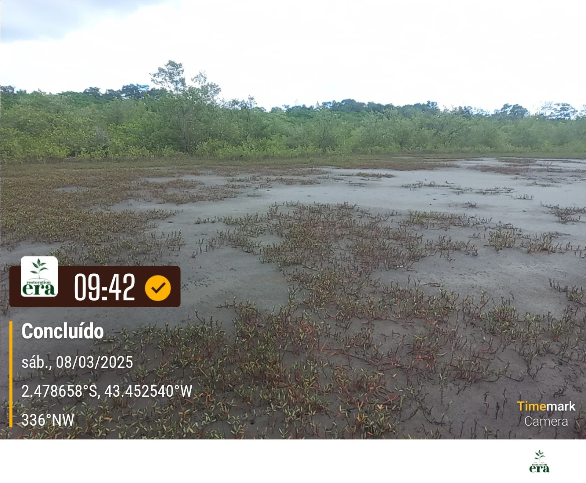 A field verification photo of a completed native-tree planting plot in Brazil