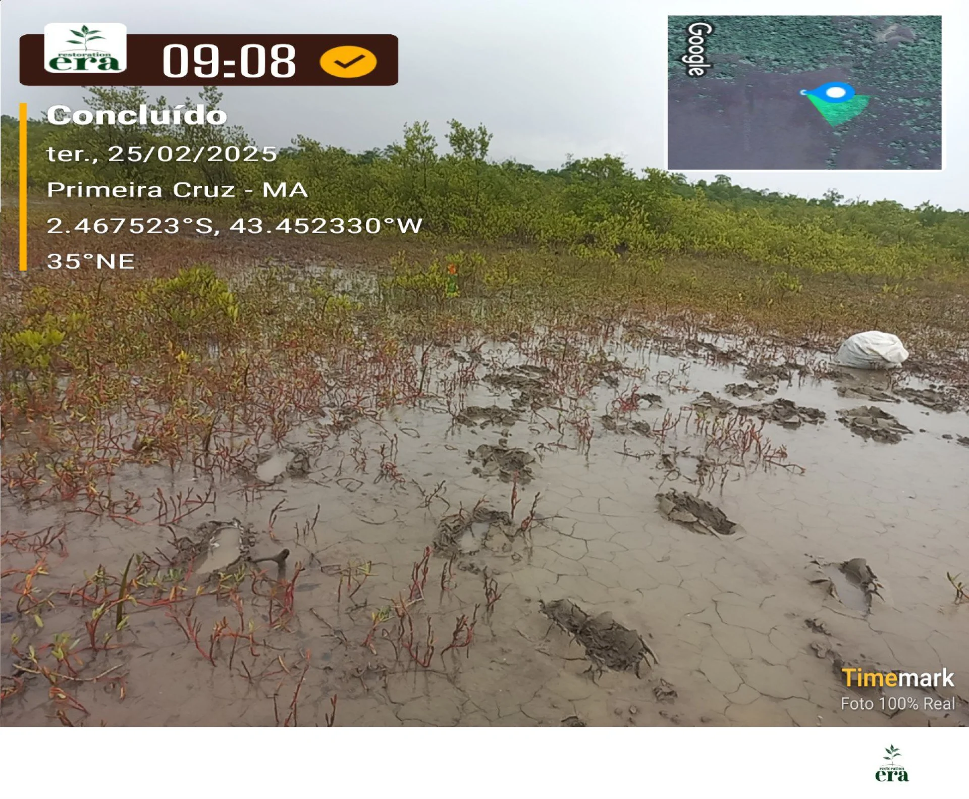 A field verification photo of a completed native-tree planting plot at Primeira Cruz, Maranhão, Brazil