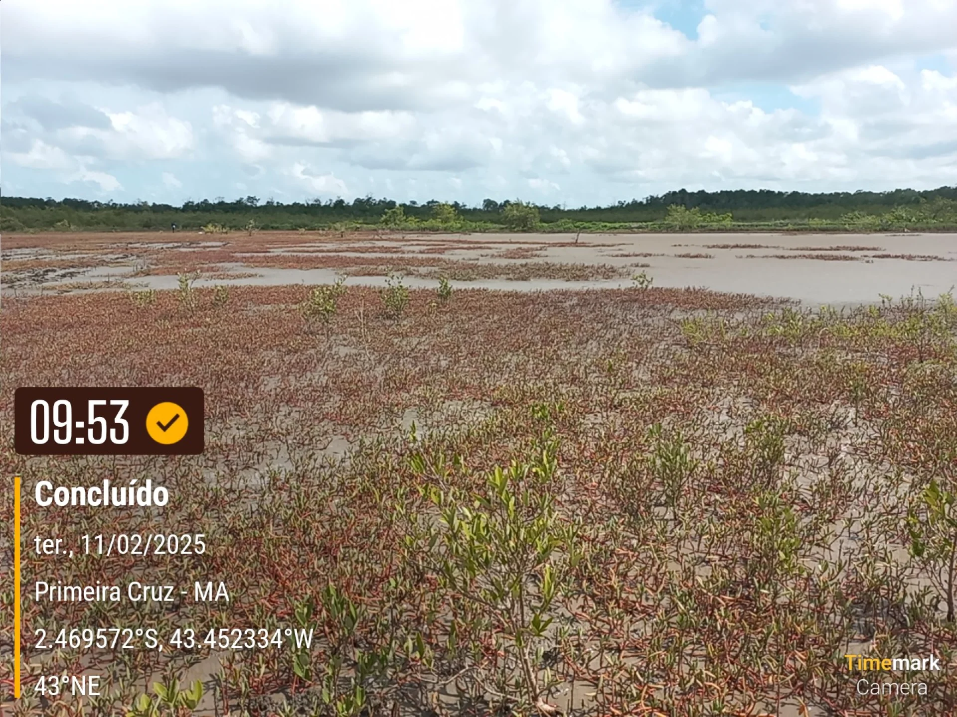 Newly planted native saplings on a restoration plot at Primeira Cruz, Maranhão, recorded on site as the planting is completed