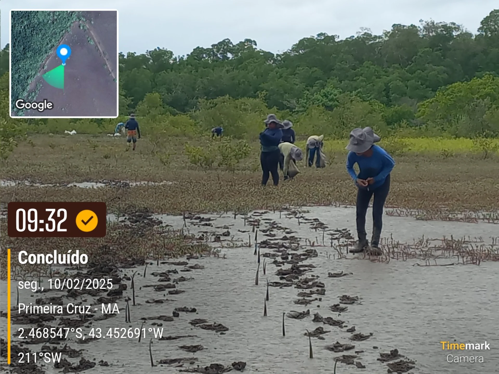 Rows of young native trees establishing on a Restoration Era planting site at Primeira Cruz in northeastern Brazil