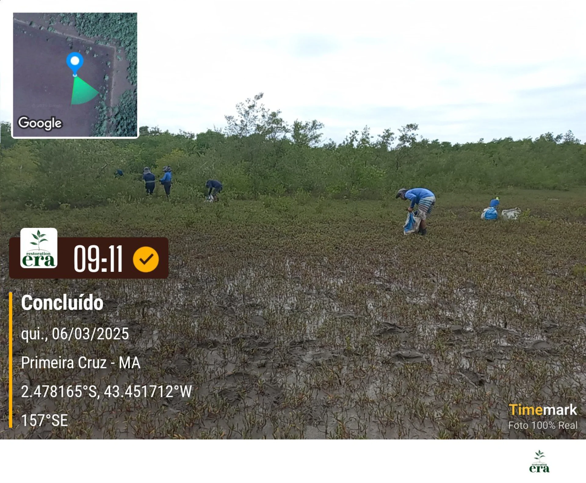 A monitored reforestation plot of young native tree seedlings at the Primeira Cruz planting site in Maranhão, northeastern Brazil, photographed during field verification