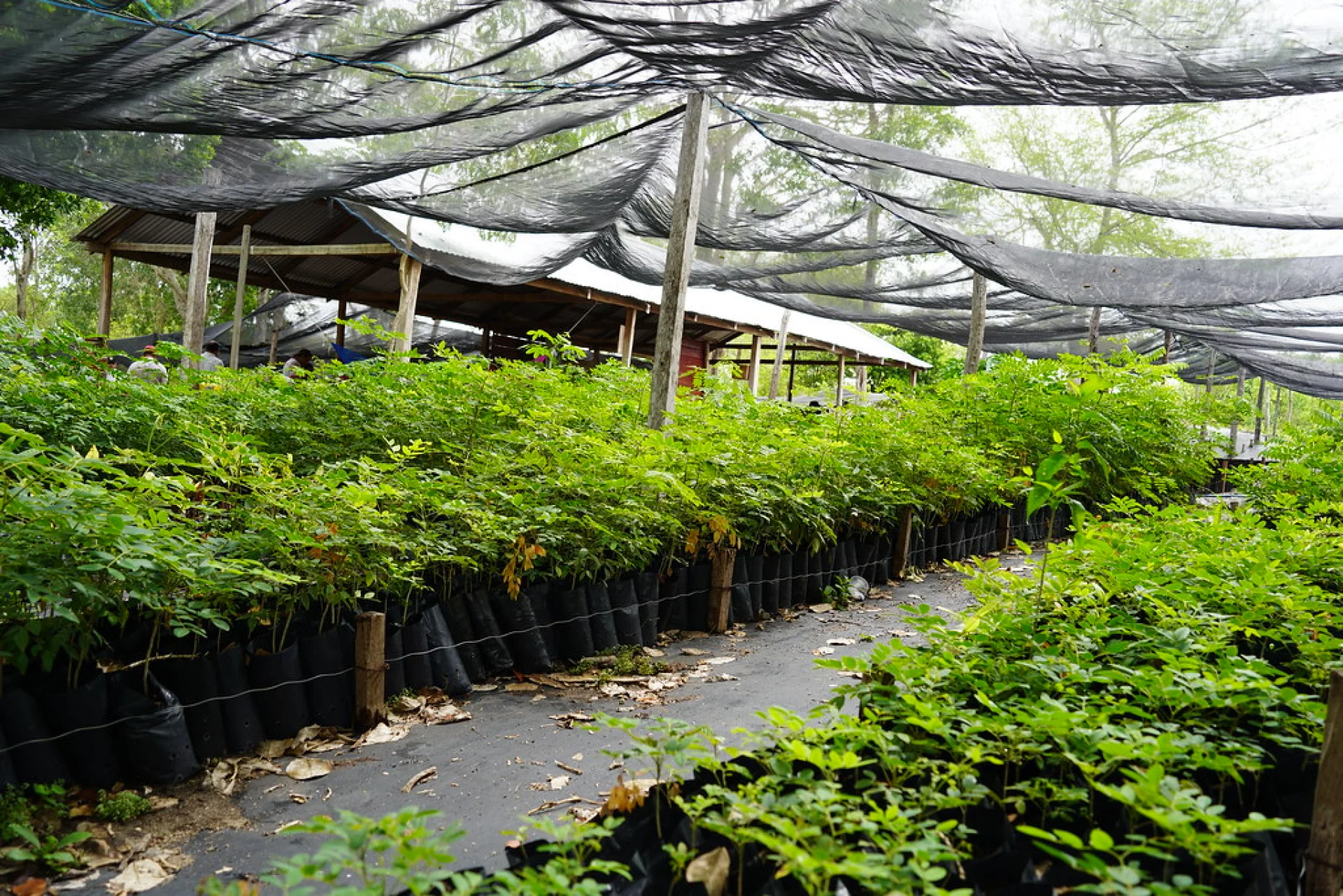 A Scolel'te agroforestry parcel of shade-grown crops mixed with young native trees in Chiapas, southern Mexico