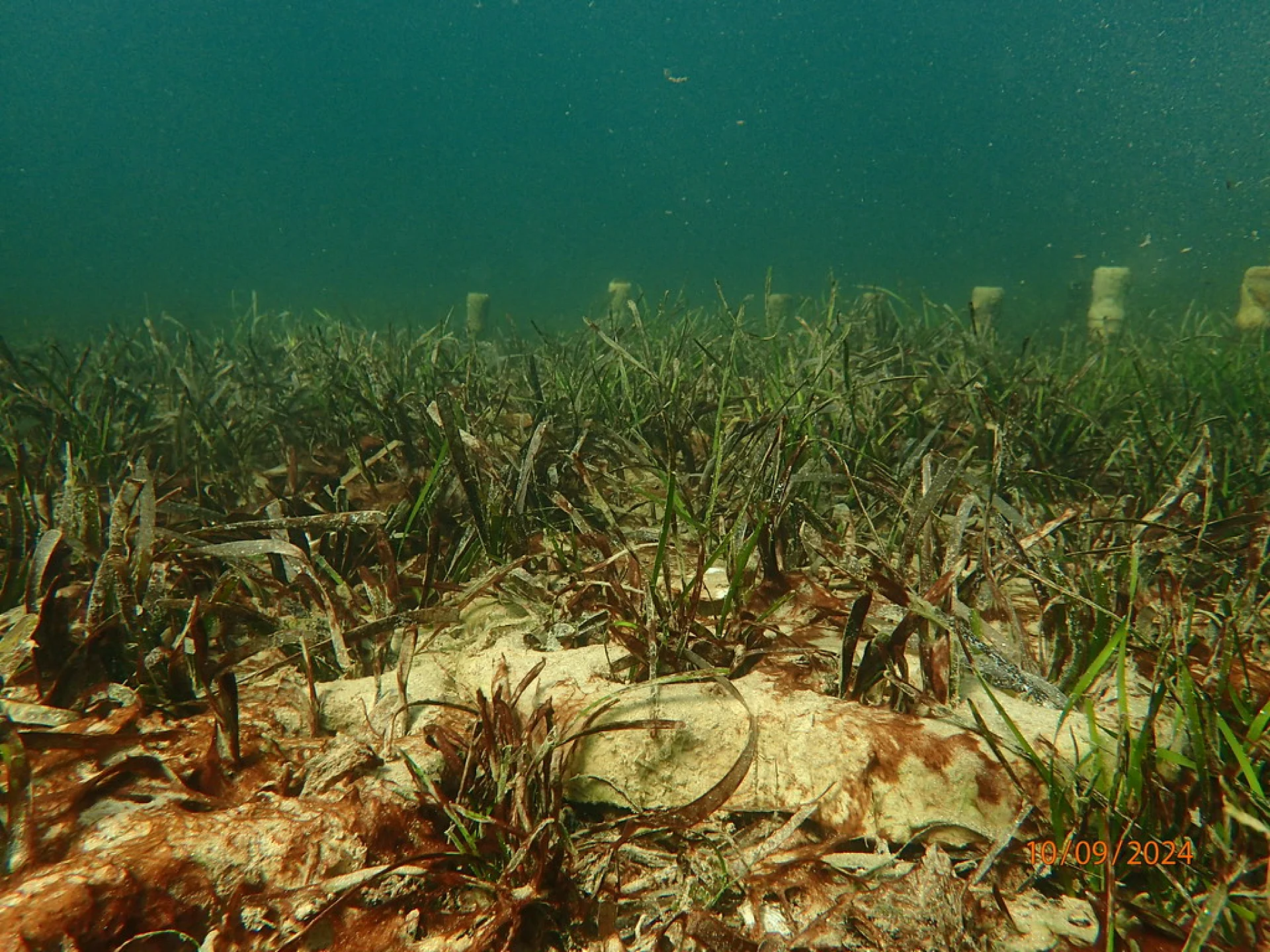 A company-sponsored tree six months after planting, photographed on an Evertreen Madagascar reforestation parcel