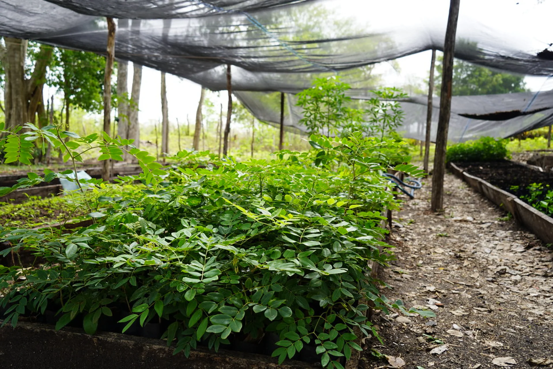 A smallholder farmer working on a Plan Vivo agroforestry parcel in the Chiapas highlands