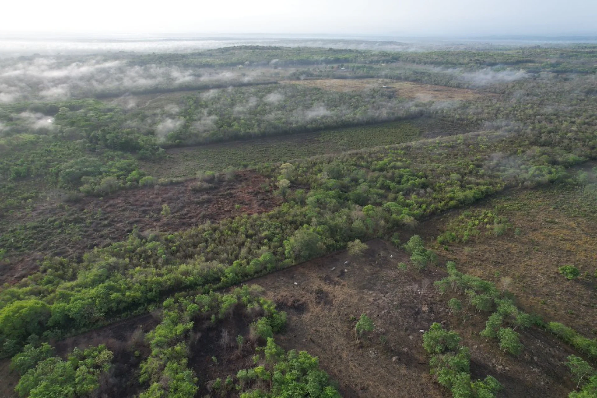 Sun-dappled canopy over a Chiapas reforestation site under the Scolel'te programme