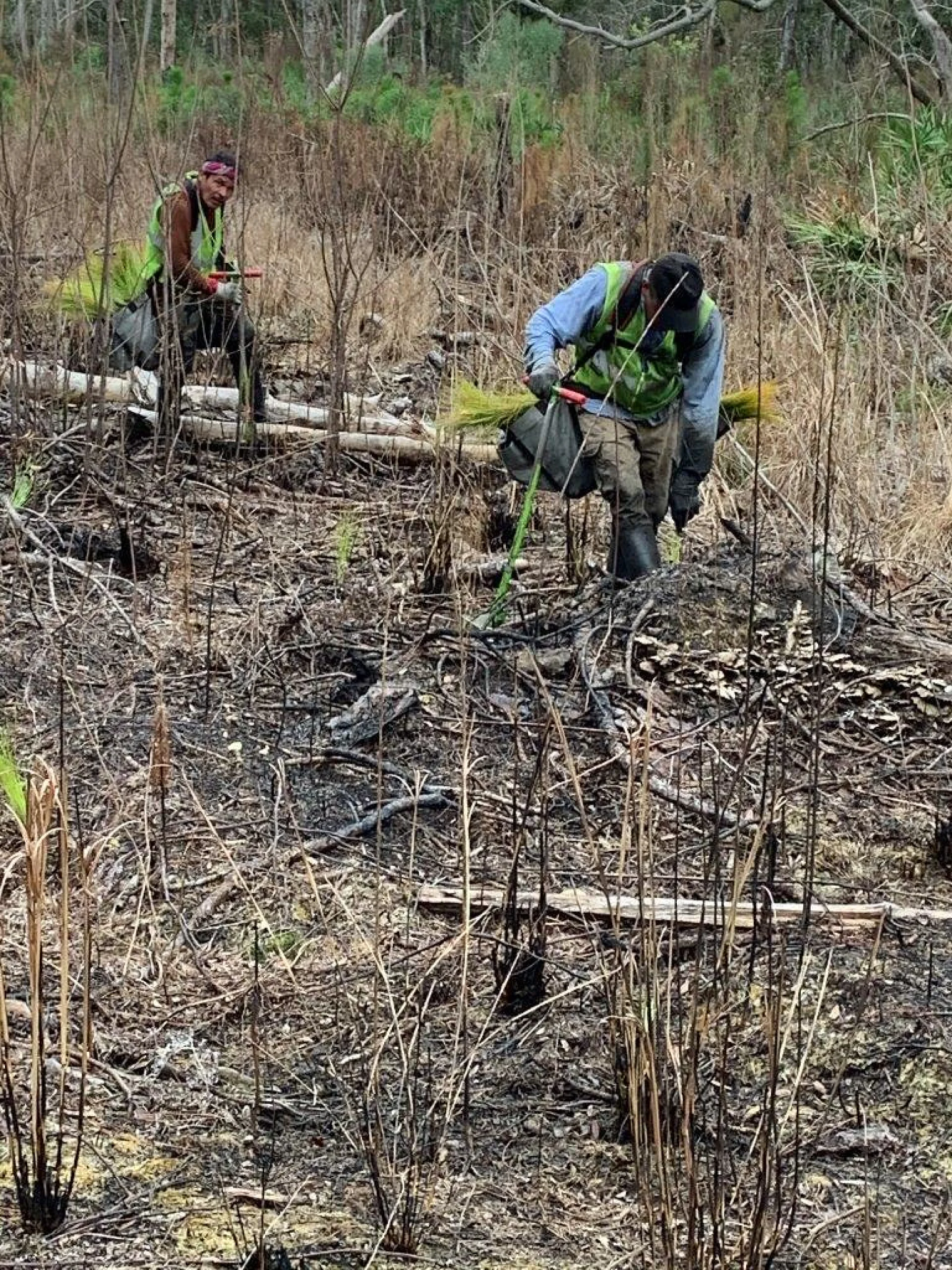 Drip irrigation lines running between rows of young native trees on a Florida planting site