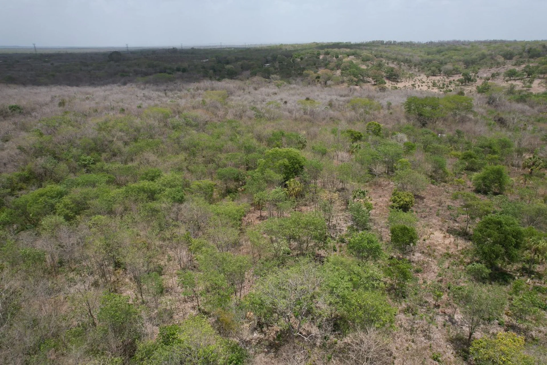 A Mayan smallholder farmer tending an agroforestry parcel in southern Mexico