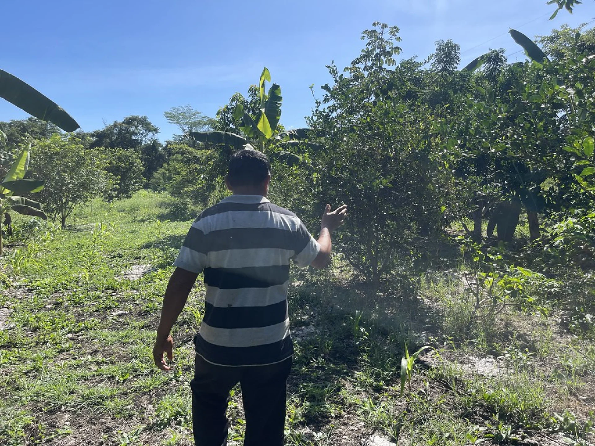A Mayan smallholder farmer tending an agroforestry parcel in southern Mexico