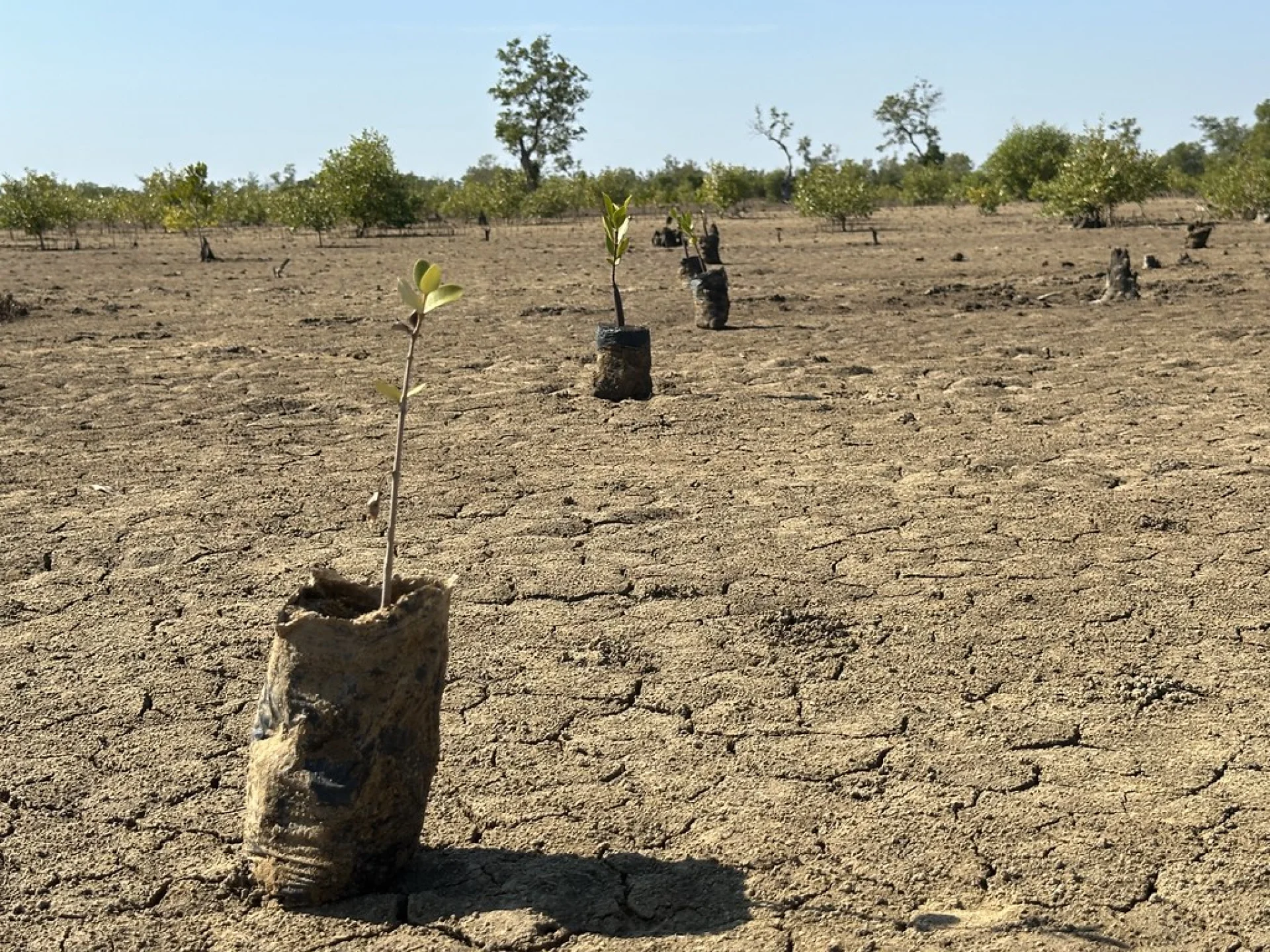 Rows of tree seedlings in one of the Tsiryparma nurseries in the Ambositra countryside