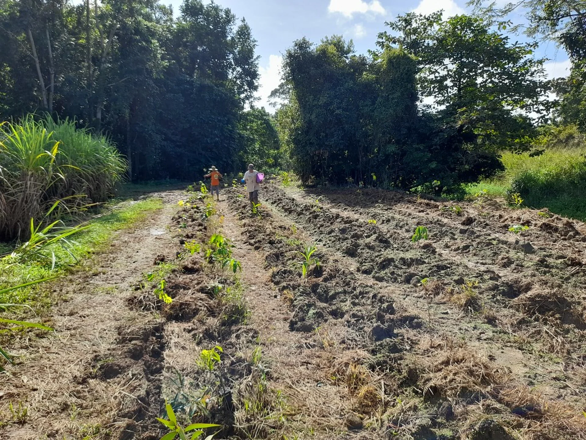 Neat rows of potted saplings at a Tsiryparma nursery in the Ambositra area