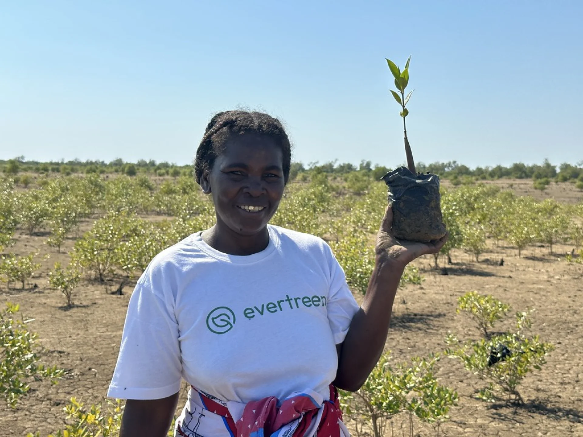 Neat rows of potted saplings at a Tsiryparma nursery in the Ambositra area