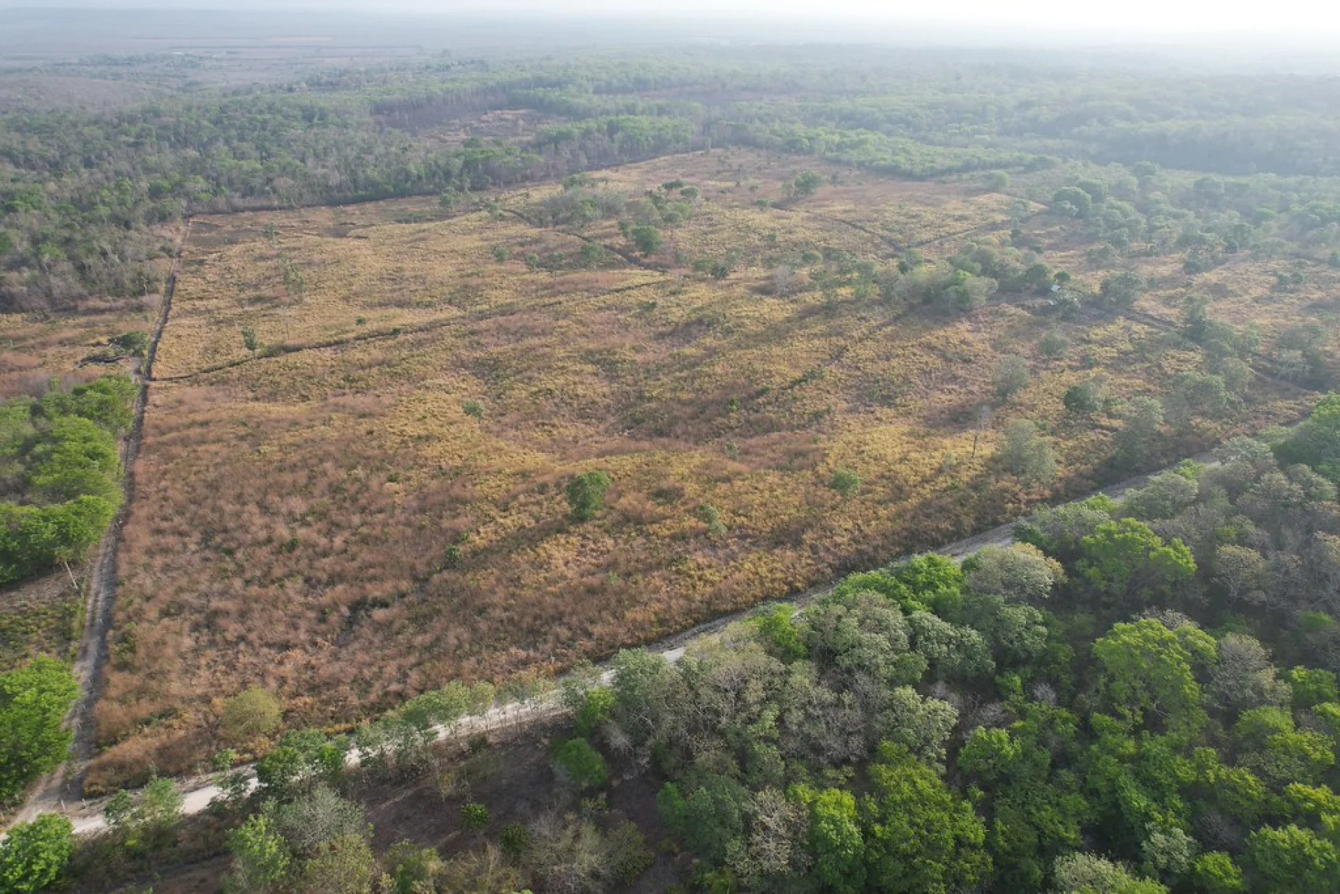 The regenerating understory of a Chiapas rainforest recovering after decades of clearance
