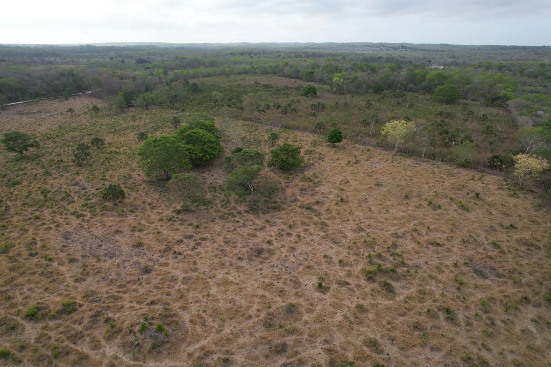 The regenerating understory of a Chiapas rainforest recovering after decades of clearance