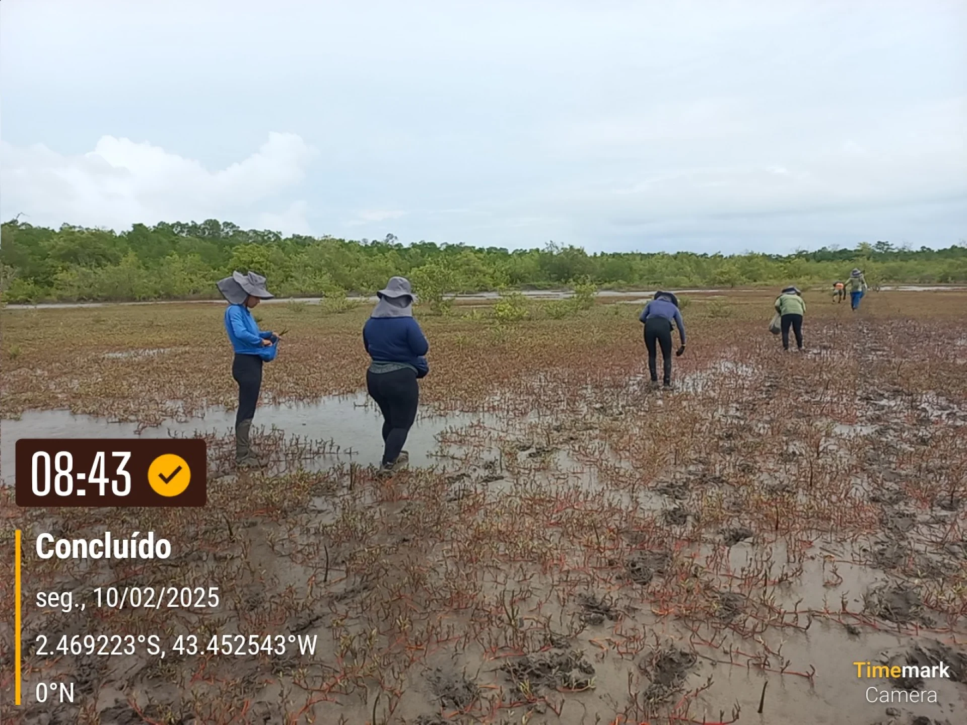 A monitored reforestation plot of young native tree seedlings at a Restoration Era planting site in Brazil, photographed during field verification