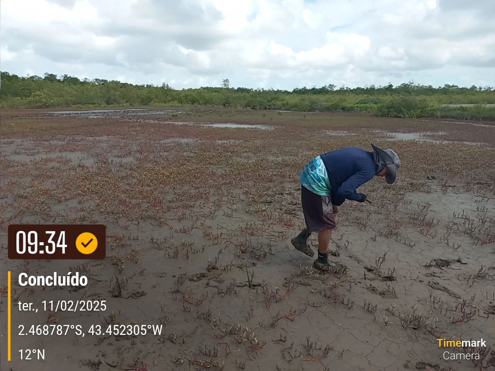 Newly planted native saplings on a restoration plot in Brazil, recorded on site as the planting is completed