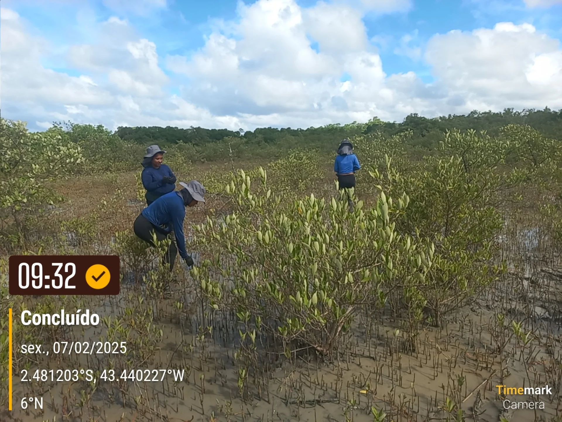 Native seedlings growing on a monitored restoration parcel in Brazil