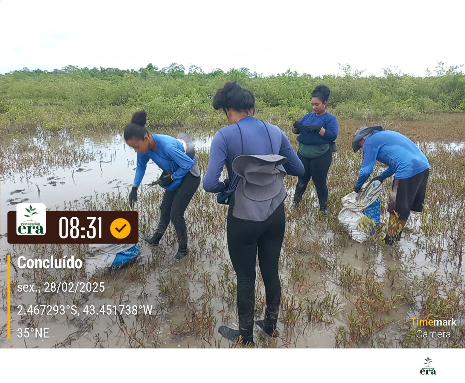 A monitored reforestation plot of young native tree seedlings at a Restoration Era planting site in Brazil, photographed during field verification