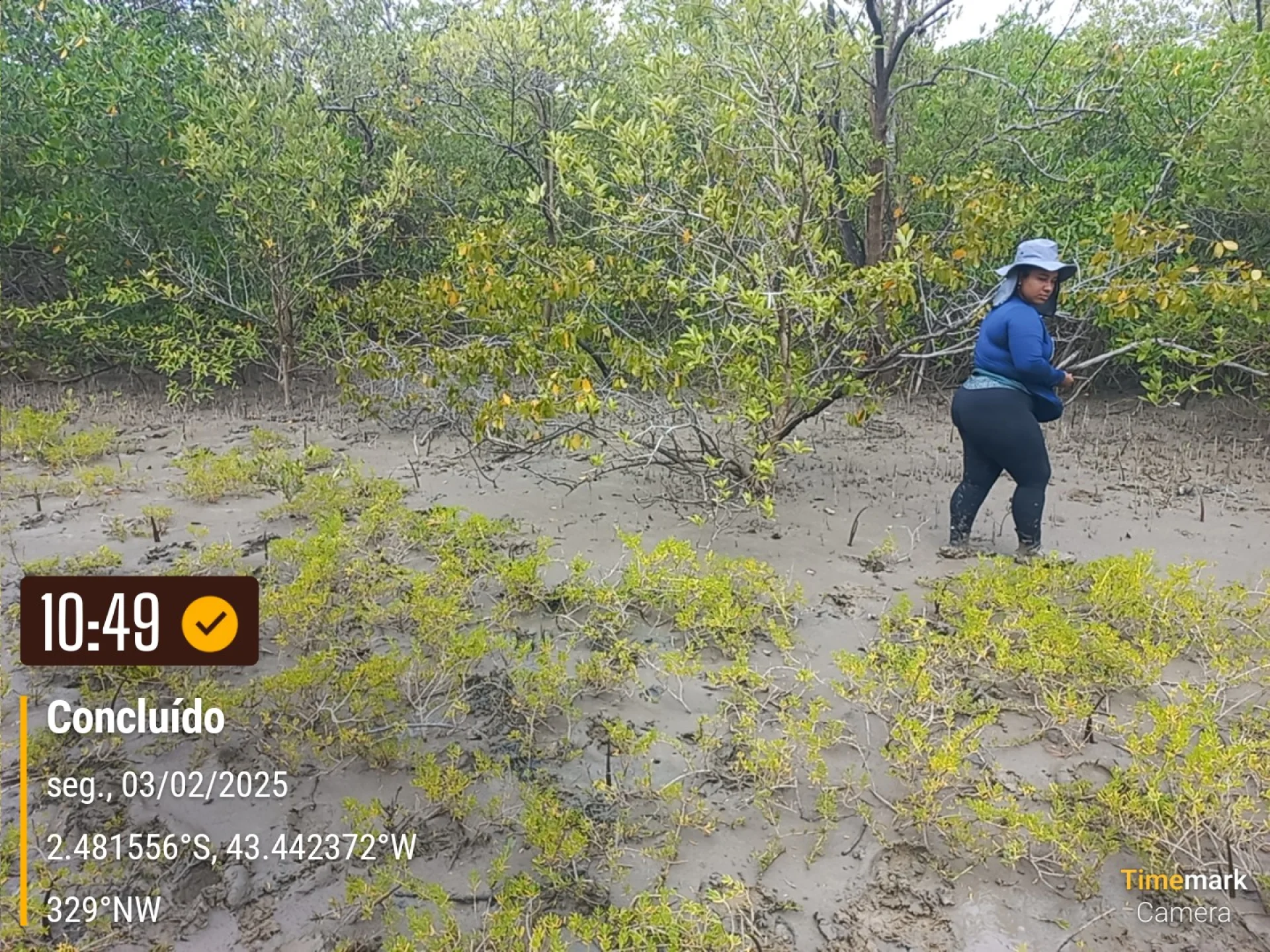 Rows of young native trees establishing on a Restoration Era planting site in Brazil