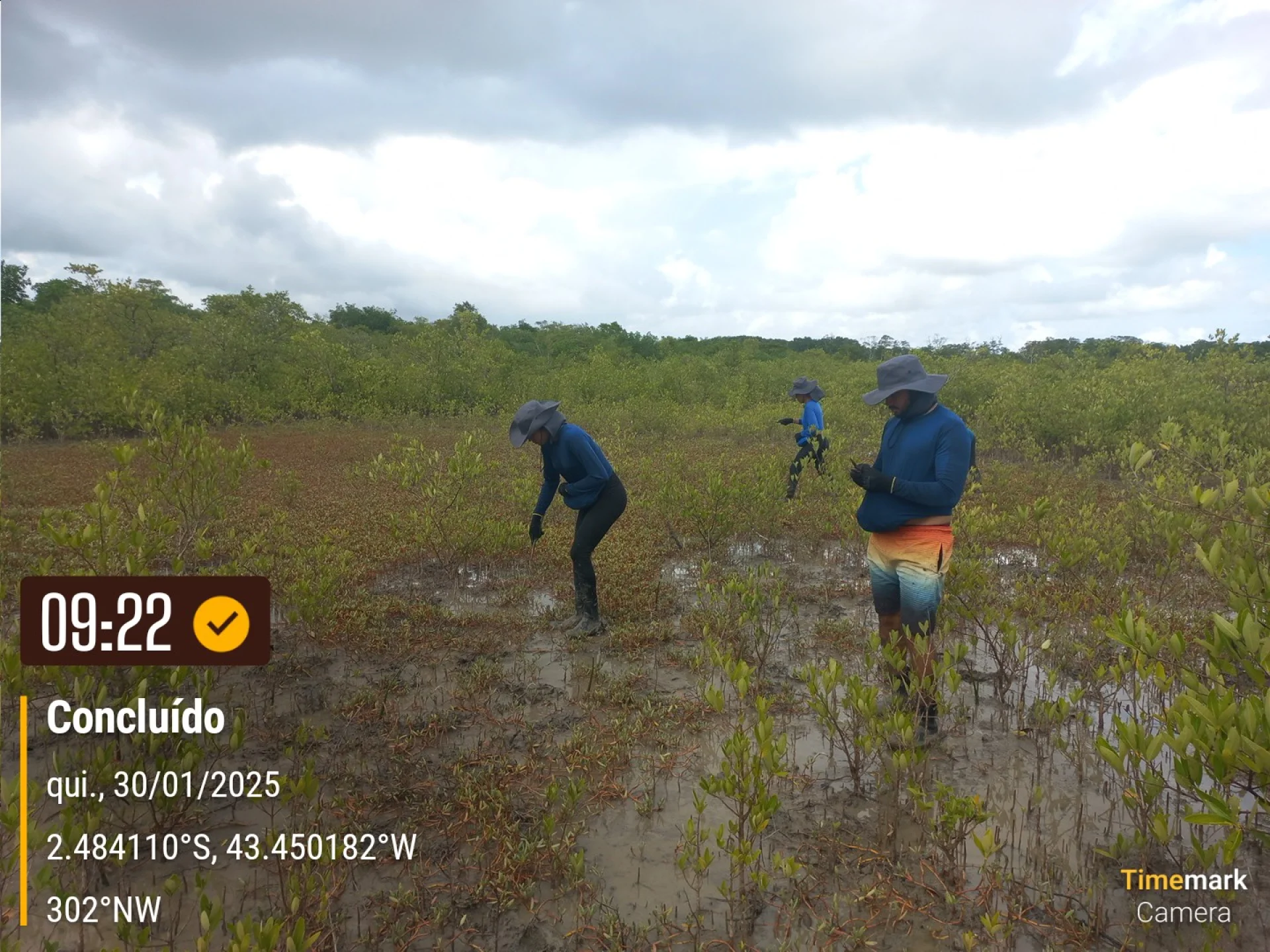 Native seedlings growing on a monitored restoration parcel in Brazil
