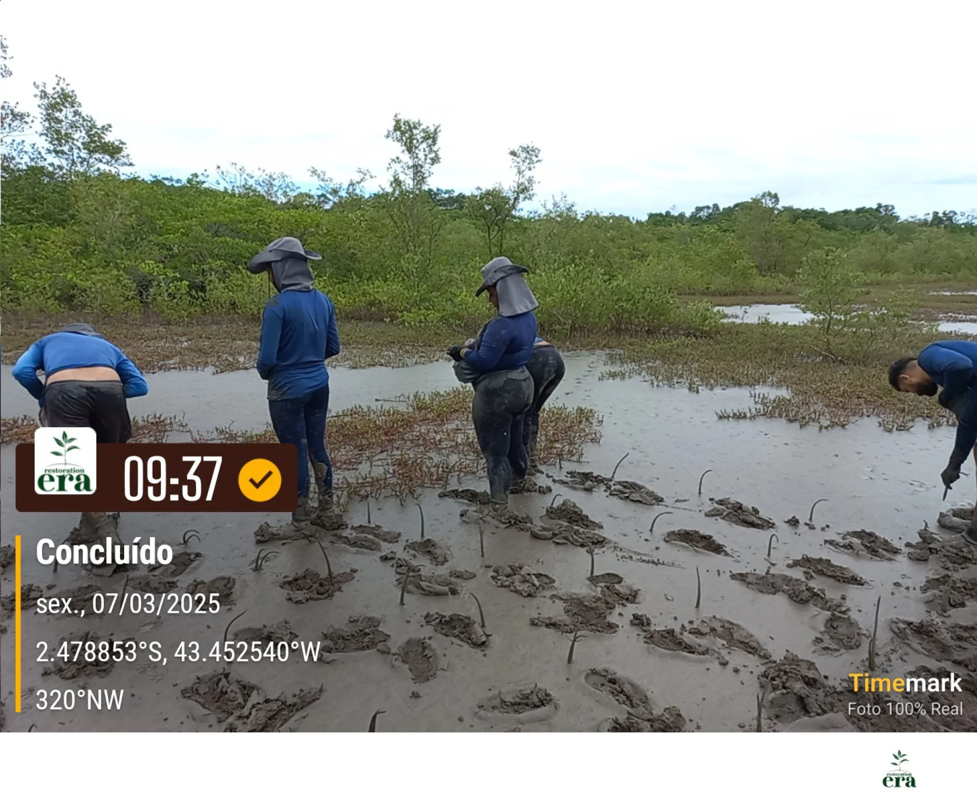 Rows of young native trees establishing on a Restoration Era planting site in Brazil