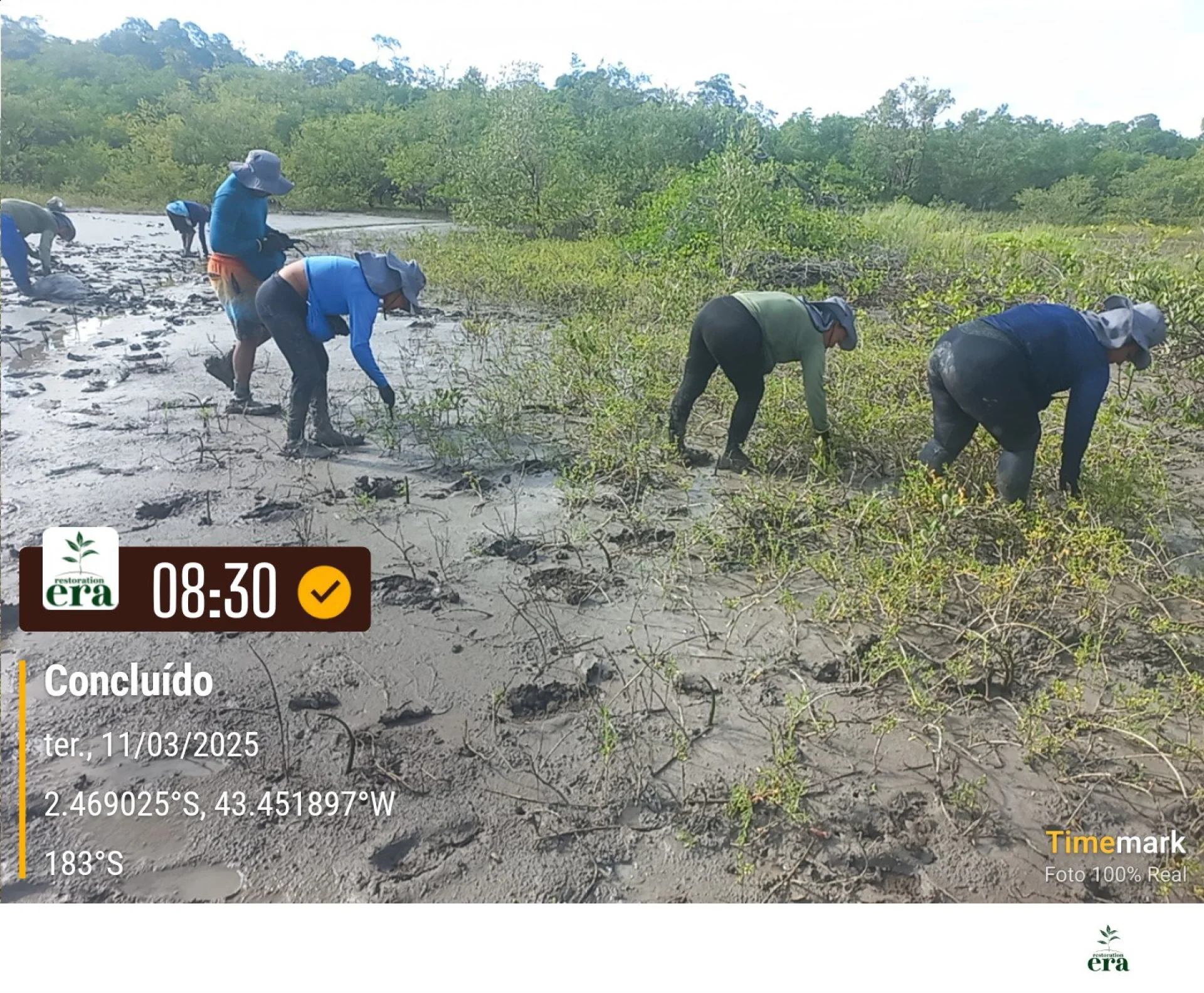 A field verification photo of a completed native-tree planting plot in Brazil