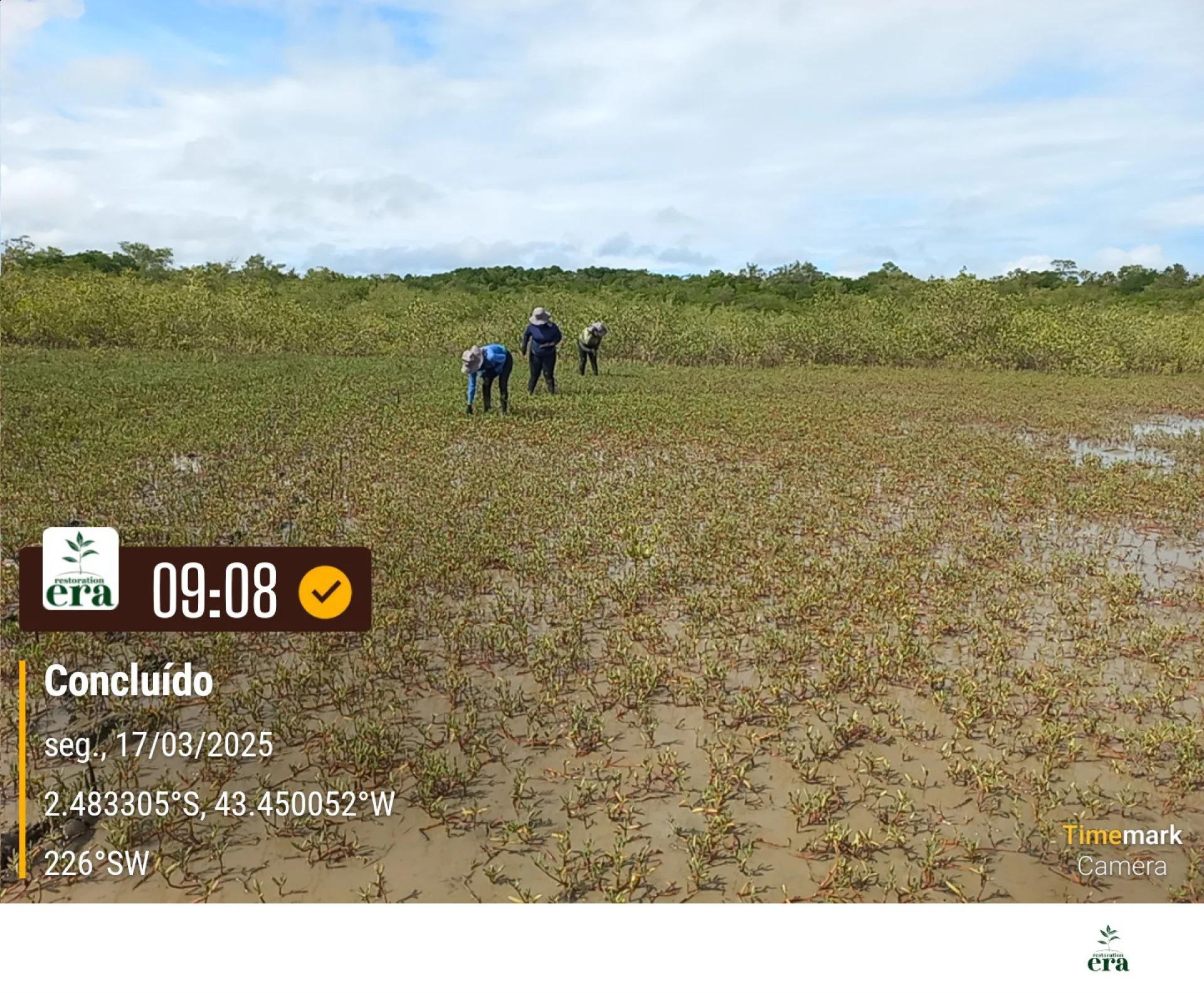 Newly planted native saplings on a restoration plot in Brazil, recorded on site as the planting is completed