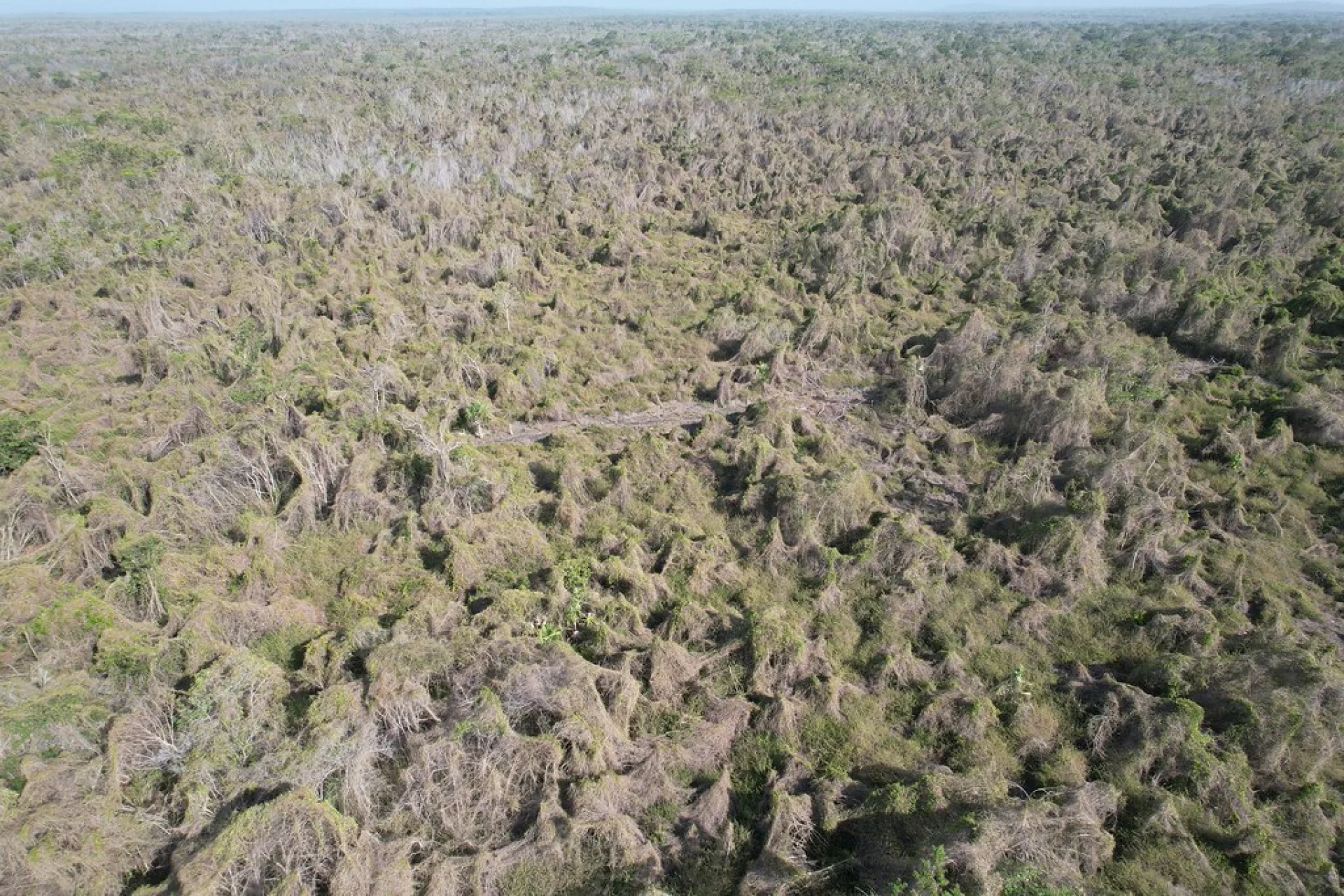 Green highland forest ridges of the Vohidahy valley, central-east Madagascar, on a clear morning