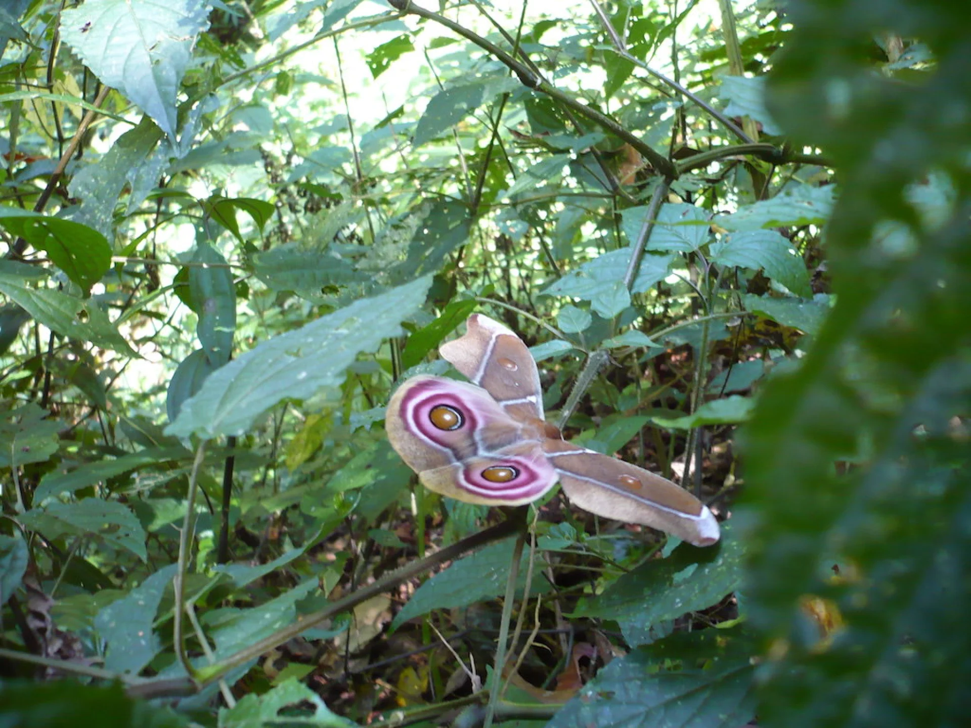 Vohidahy villagers on a forest trail carrying tools and seedling trays