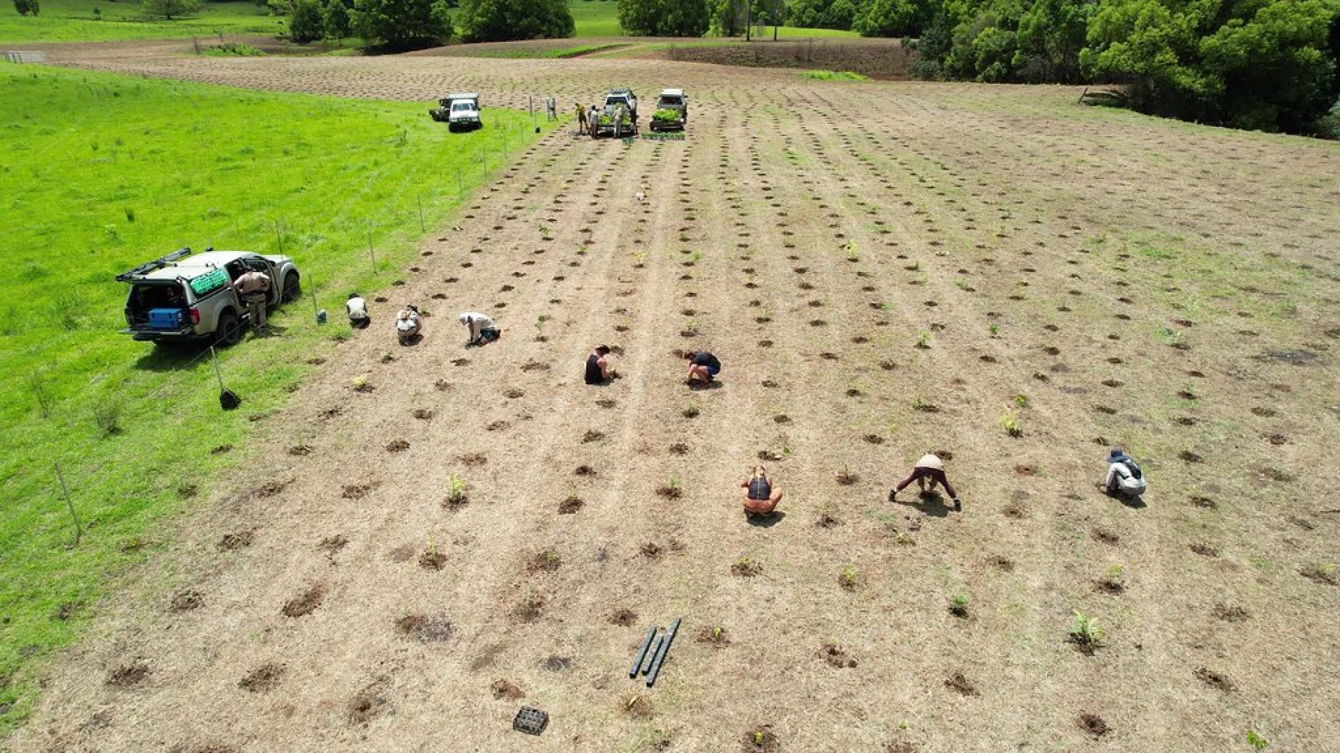 Volunteer Bonnie planting a native tree seedling at the Queensland restoration site