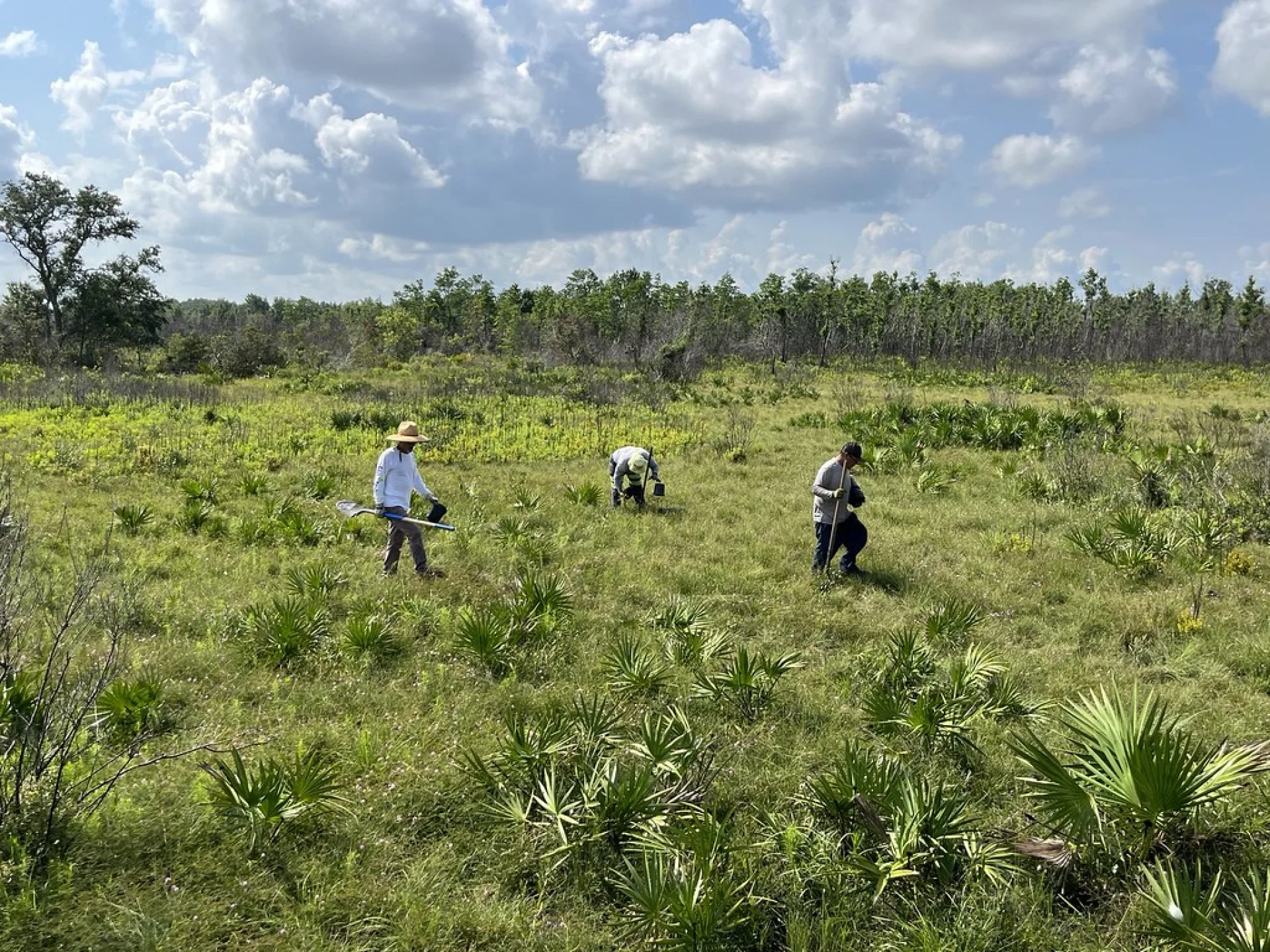 A young live oak growing on a plot of the Floridian Grove Reforestation Project