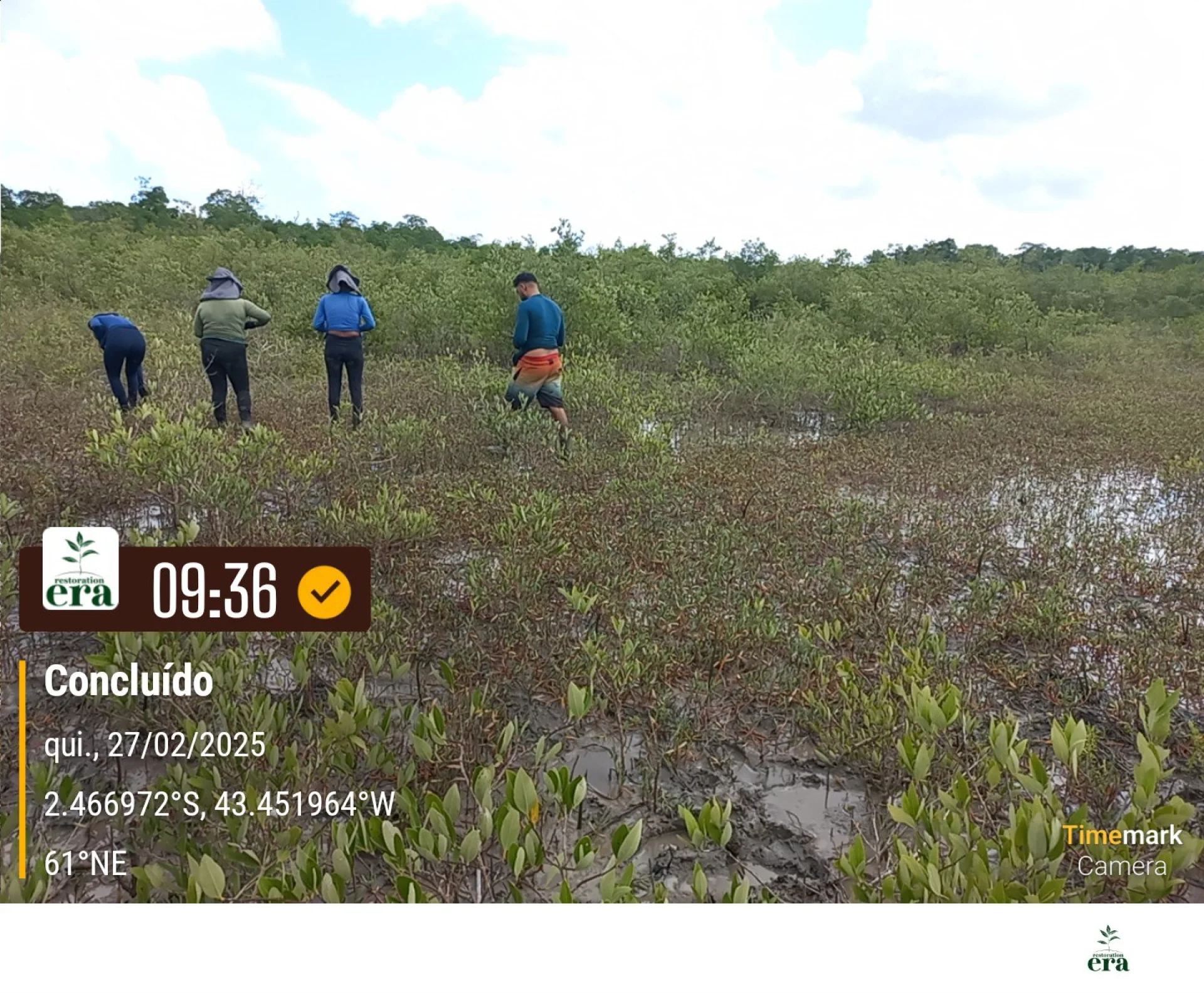 Newly planted native saplings on a restoration plot in Brazil, recorded on site as the planting is completed