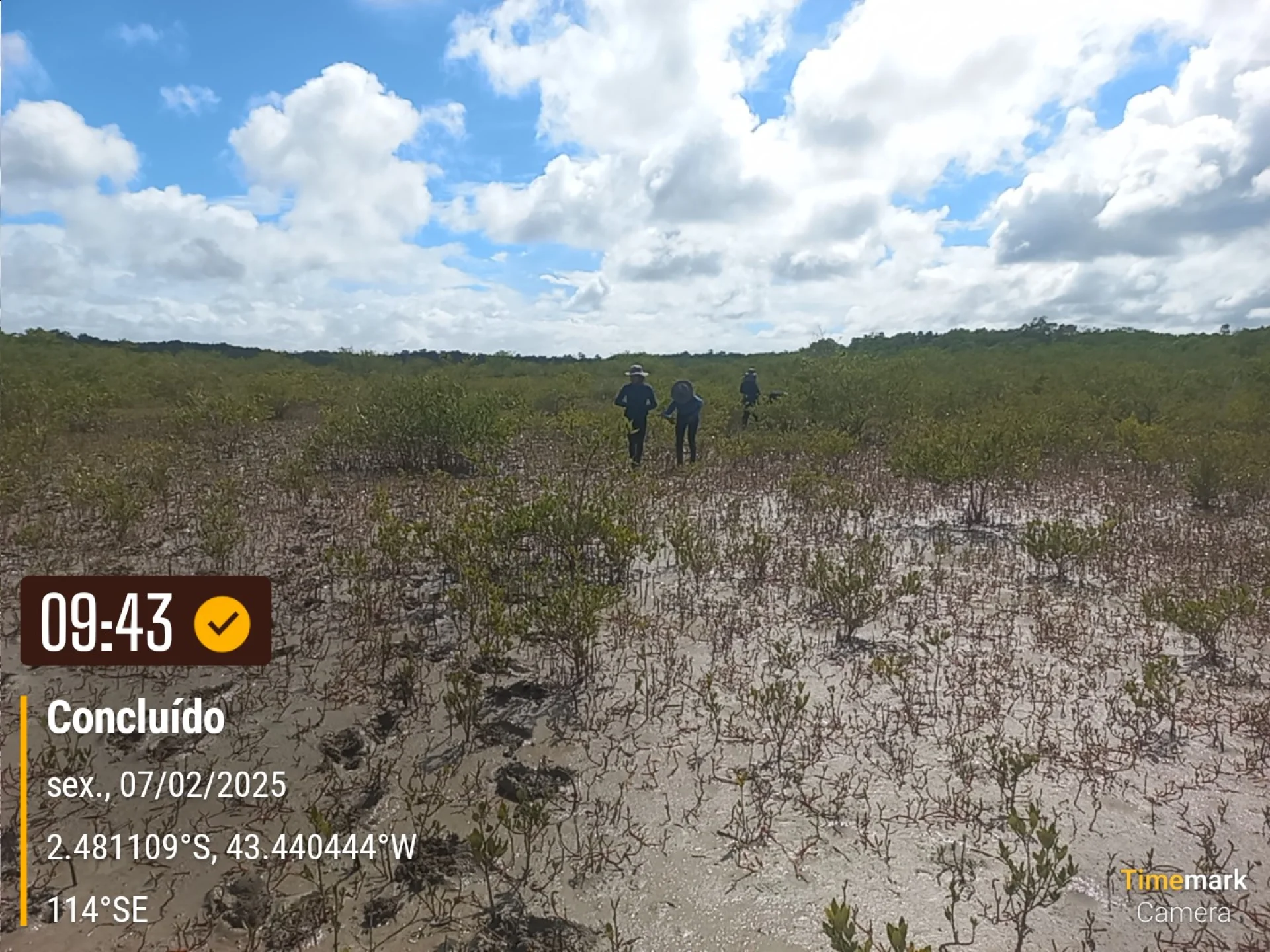 A monitored reforestation plot of young native tree seedlings at a Restoration Era planting site in Brazil, photographed during field verification
