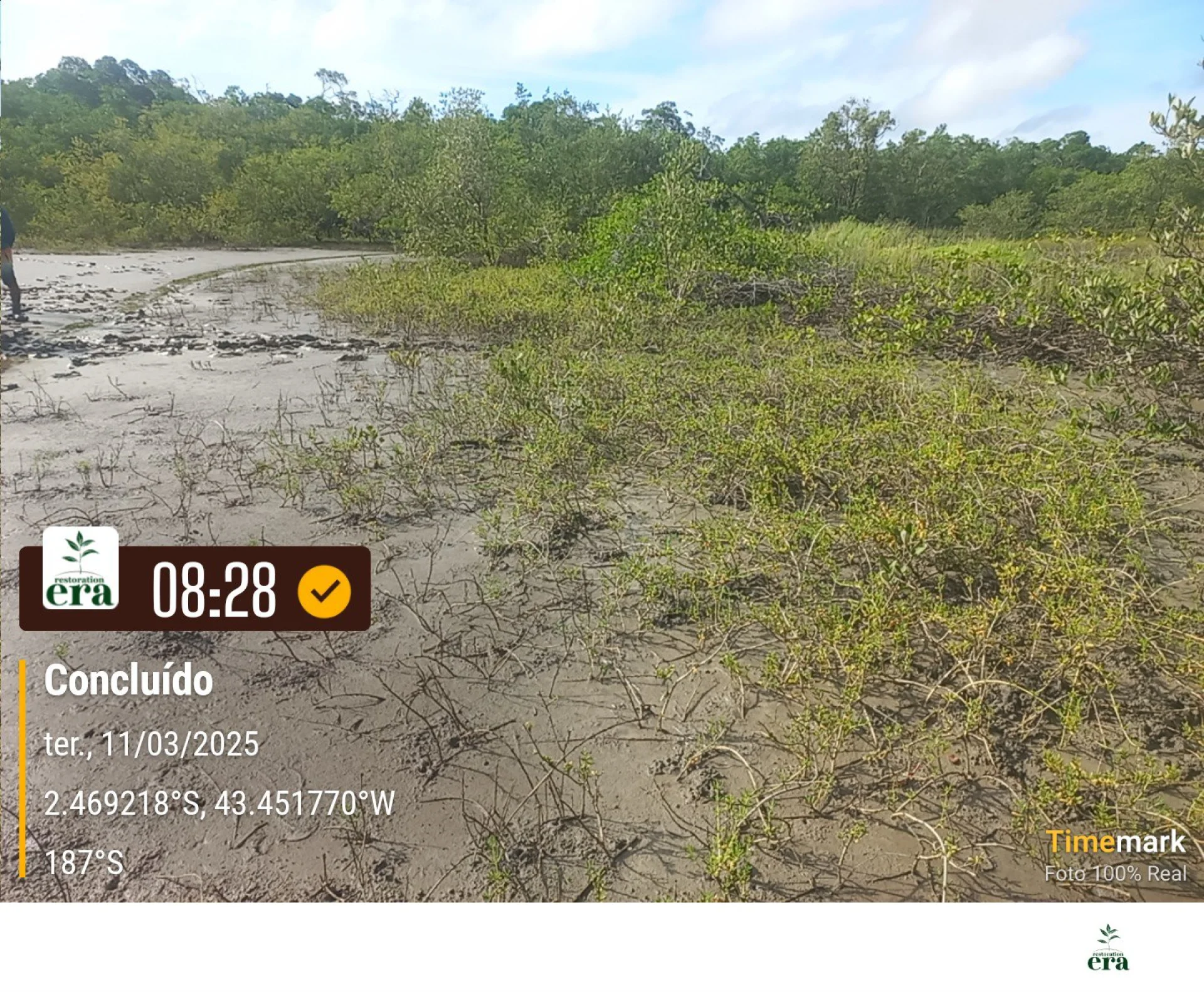 Native seedlings growing on a monitored restoration parcel in Brazil