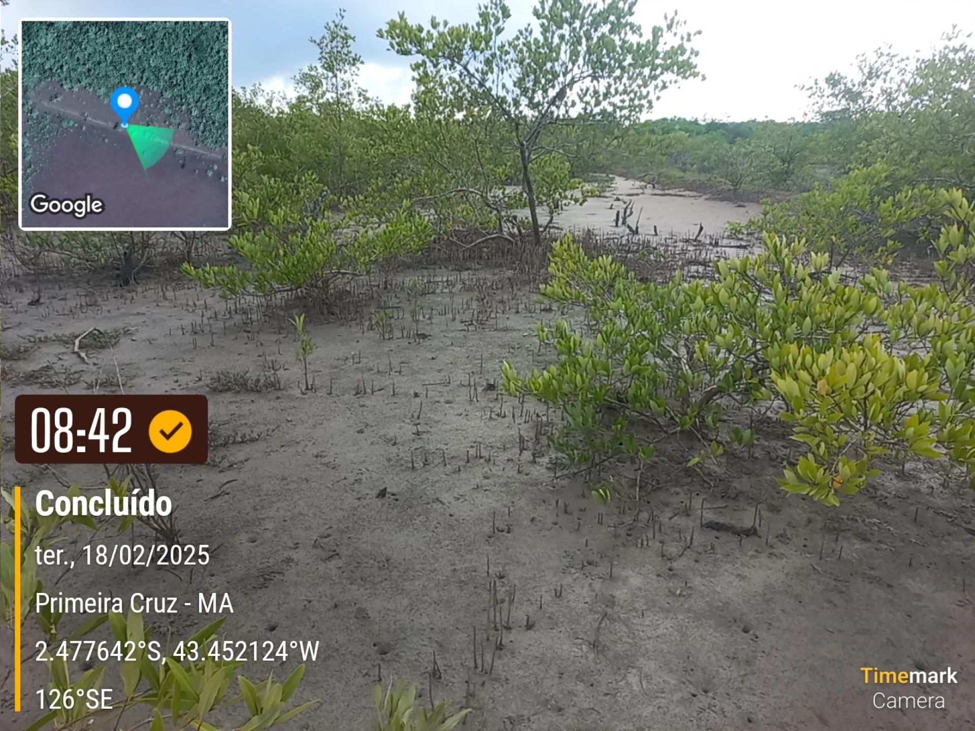 A monitored reforestation plot of young native tree seedlings at the Primeira Cruz planting site in Maranhão, northeastern Brazil, photographed during field verification
