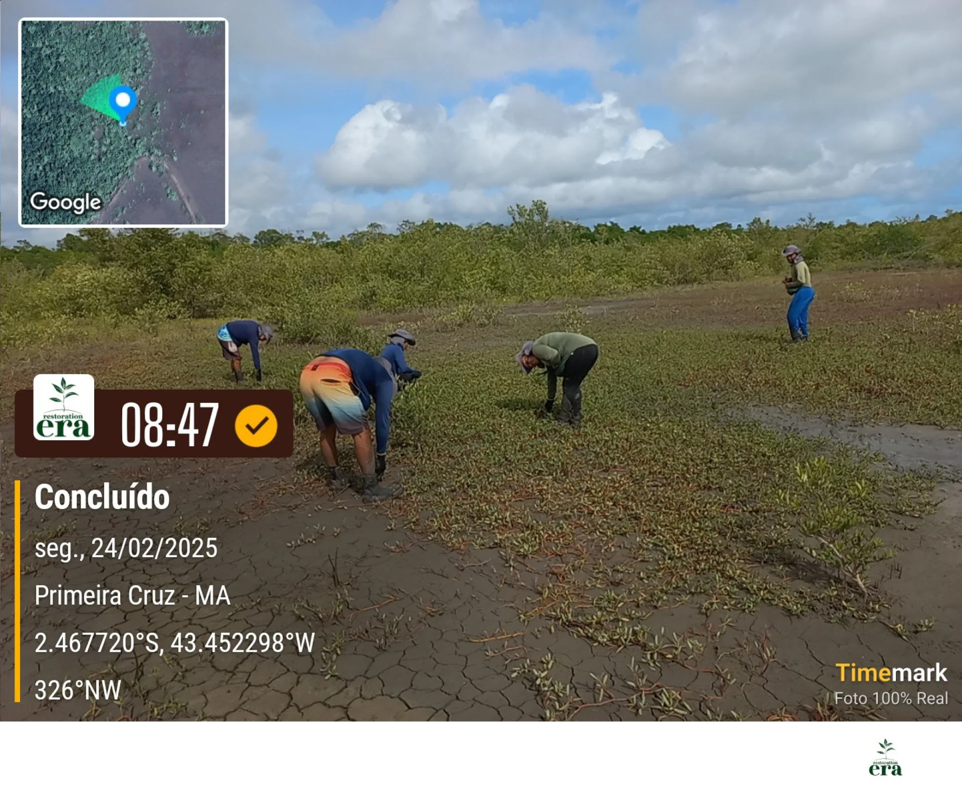 Native seedlings growing on a monitored restoration parcel at Primeira Cruz, in the Maranhão region of Brazil