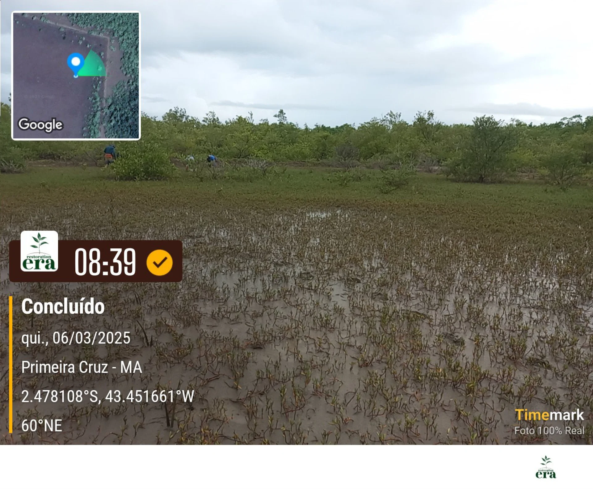Rows of young native trees establishing on a Restoration Era planting site at Primeira Cruz in northeastern Brazil