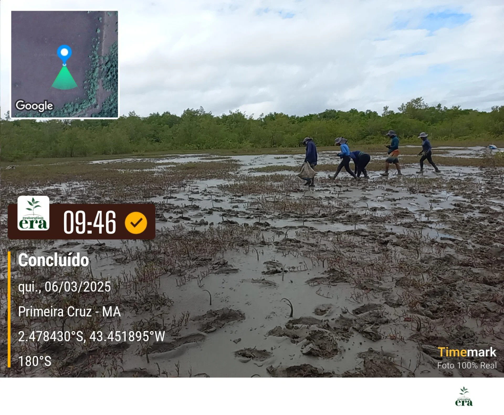 Newly planted native saplings on a restoration plot at Primeira Cruz, Maranhão, recorded on site as the planting is completed