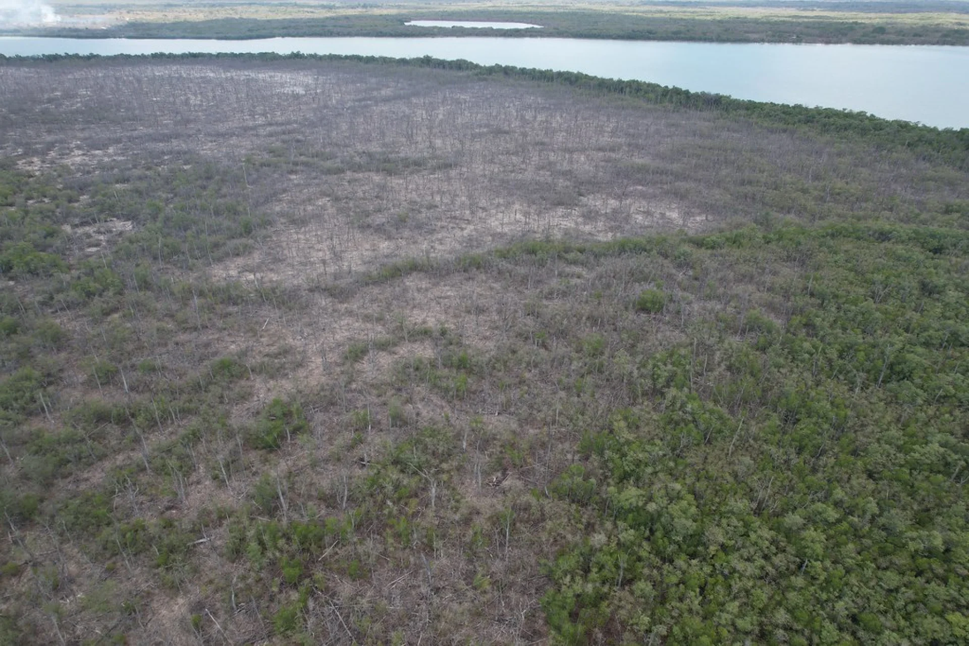 Rows of native rainforest saplings growing in a shaded Scolel'te nursery in southern Mexico