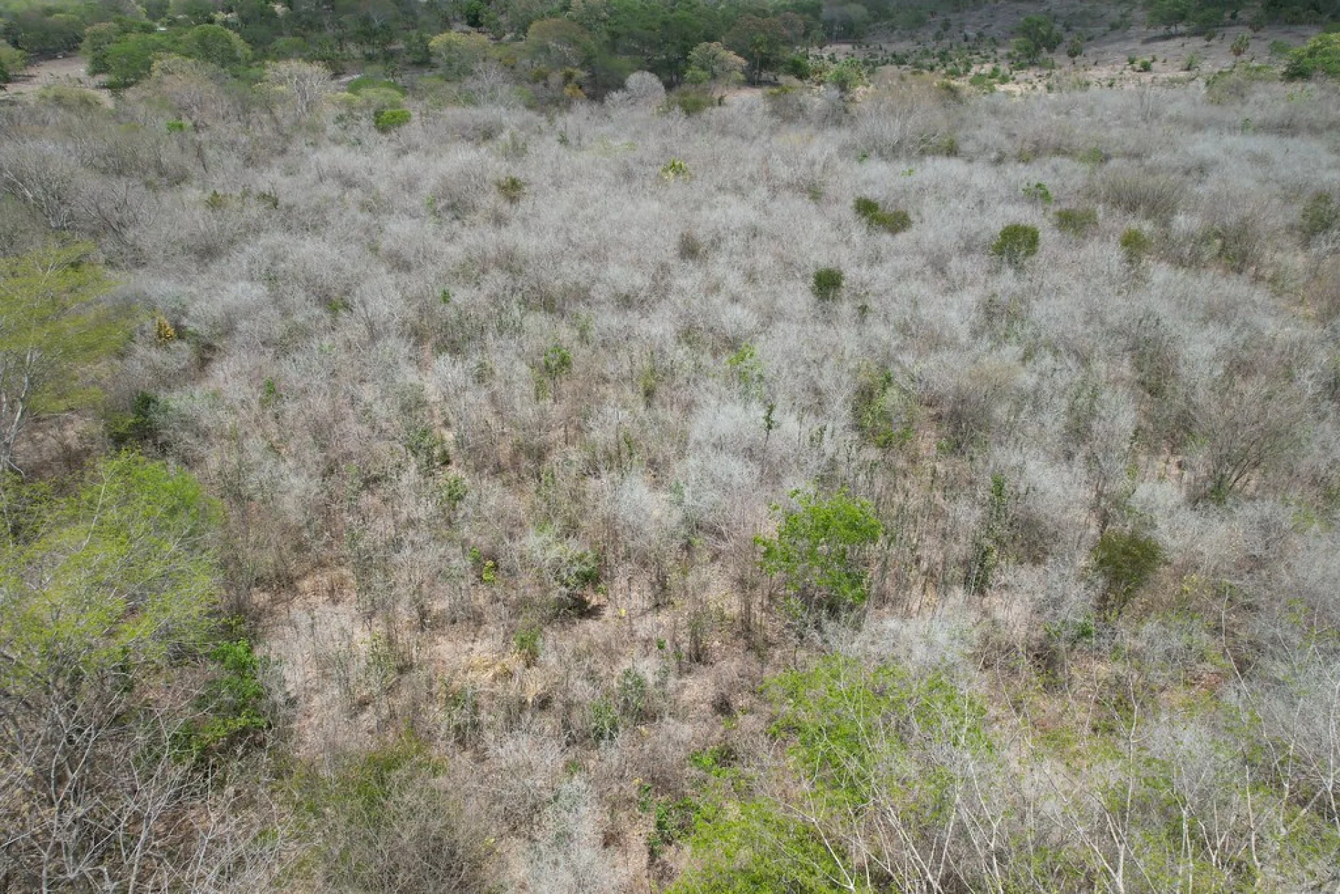 Rows of native rainforest saplings growing in a shaded Scolel'te nursery in southern Mexico