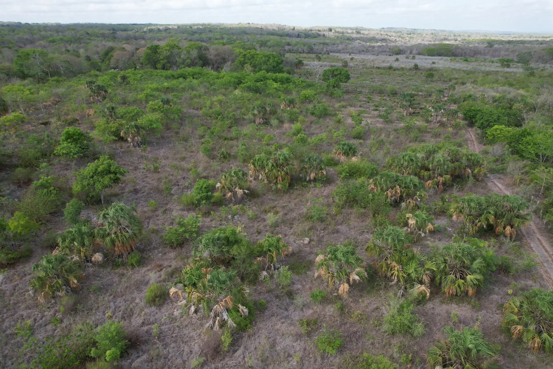 Rows of native rainforest saplings growing in a shaded Scolel'te nursery in southern Mexico