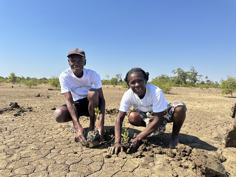 Two planters setting a mangrove seedling into the soil, Madagascar