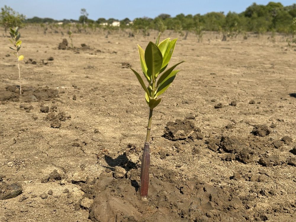 A single mangrove seedling growing in the restored Madagascar planting site