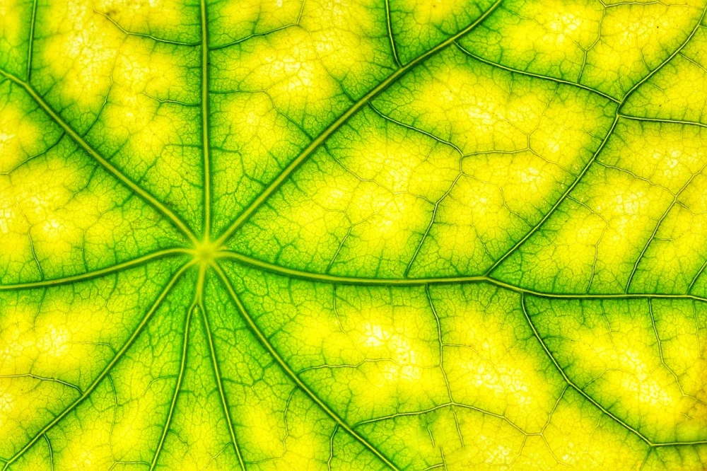The Role of Tree Planting in CO2 Offset and Carbon Sequestration