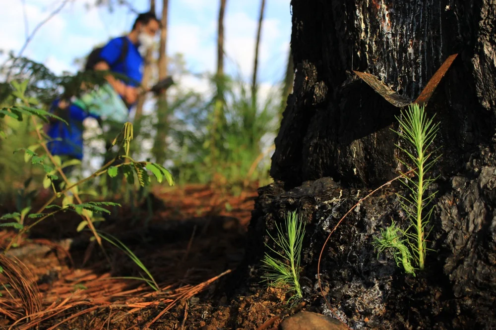 Support Reforestation: Global Movement to Offset Carbon Footprint
