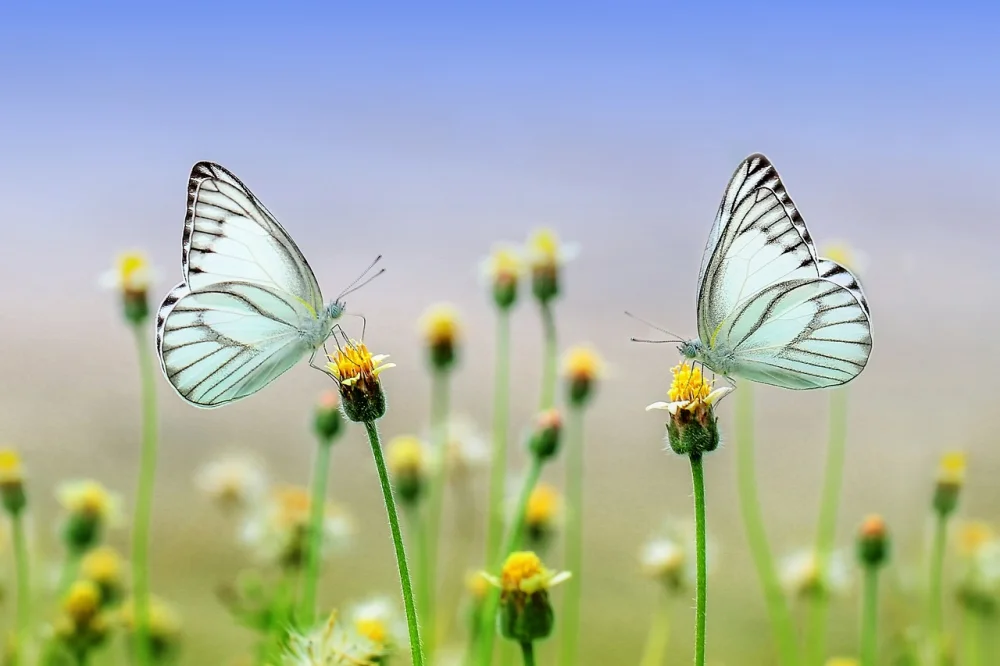 Evertreen | HPE: Corporate Responsibility for Sustainability & ESG