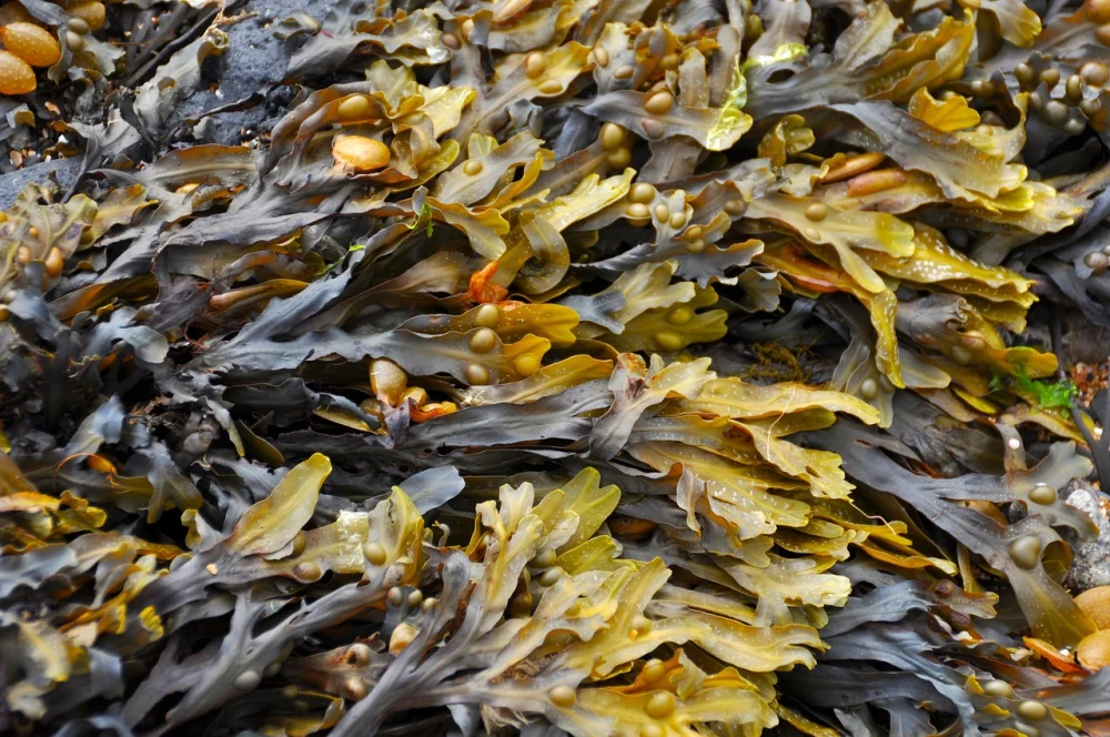 Decoding the Intricacies of British Columbia’s Kelp Forests