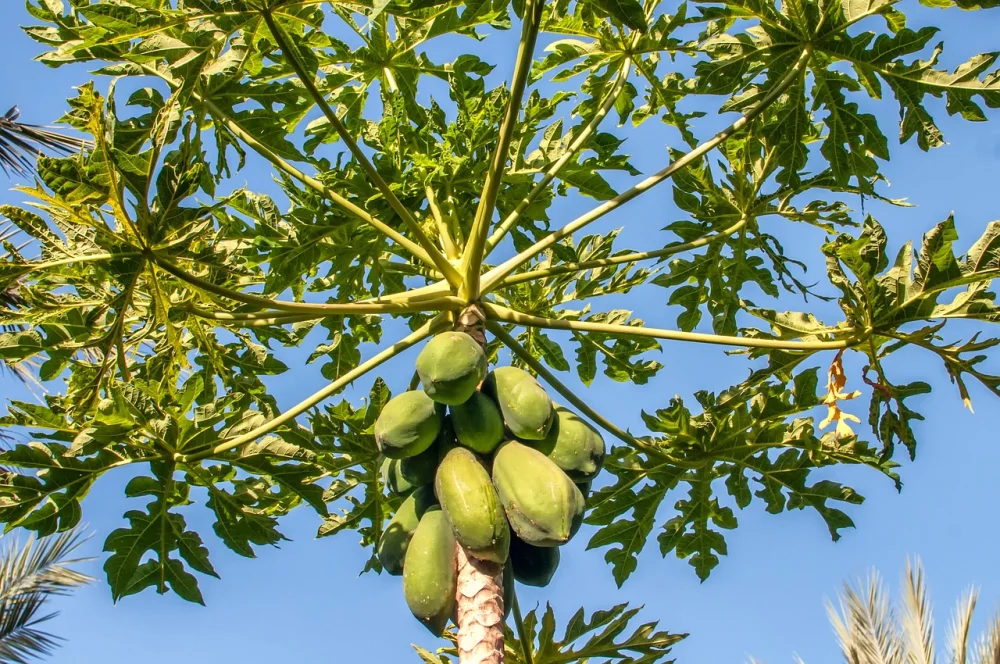 Exploring Papayas Trees in India and their Statistics